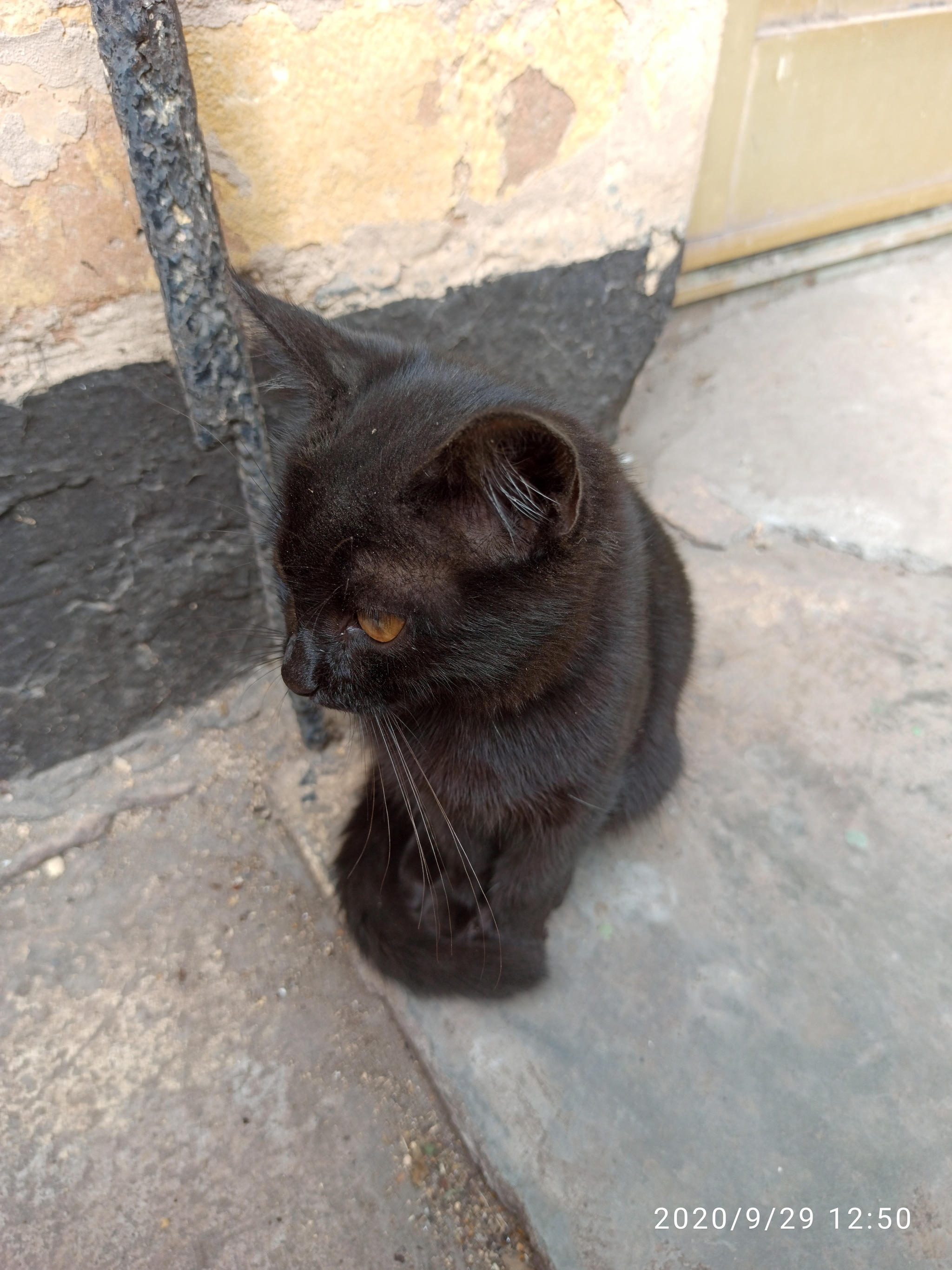 Black Kote - cat, Kittens, Milota, Longpost, Black cat