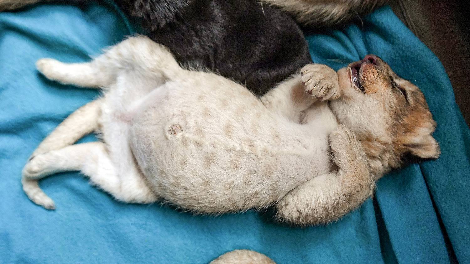 A German shepherd from Primorye feeds lion cubs as if they were her own puppies - My, Animals, Wild animals, a lion, Дальний Восток, Lion cubs, Young, Longpost