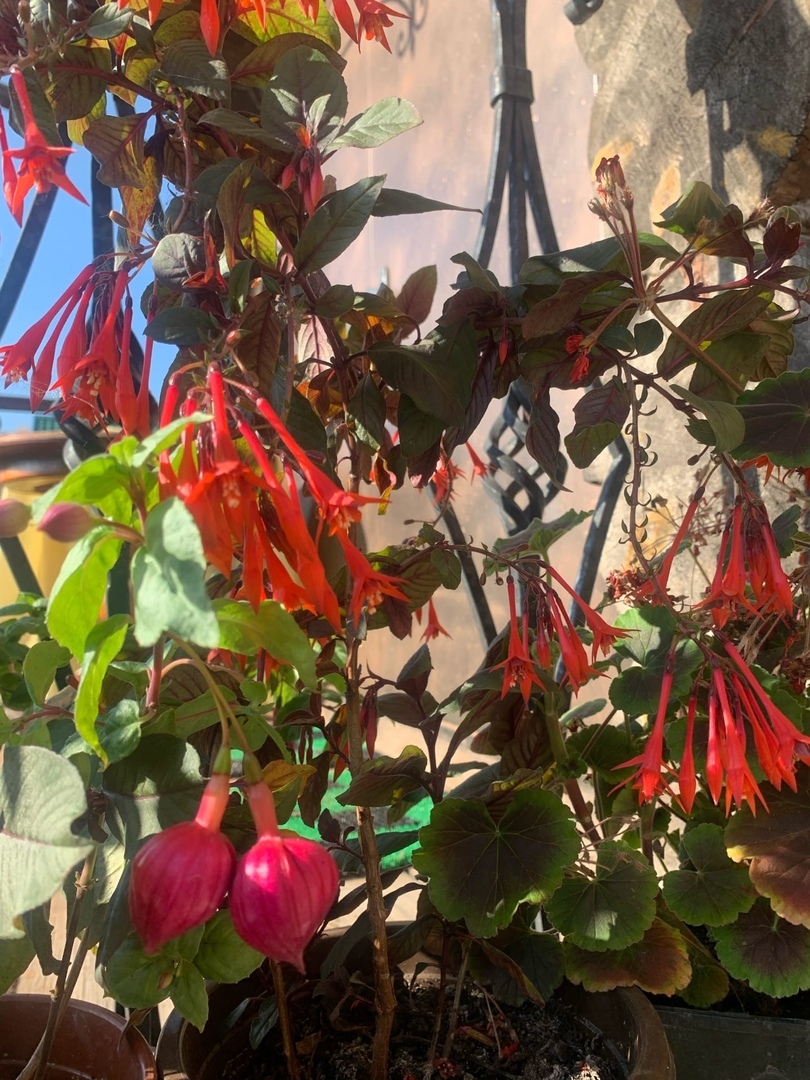 Fuchsia in October - Fuchsia, Flowers, Garden, Gardening, Floriculture, Longpost