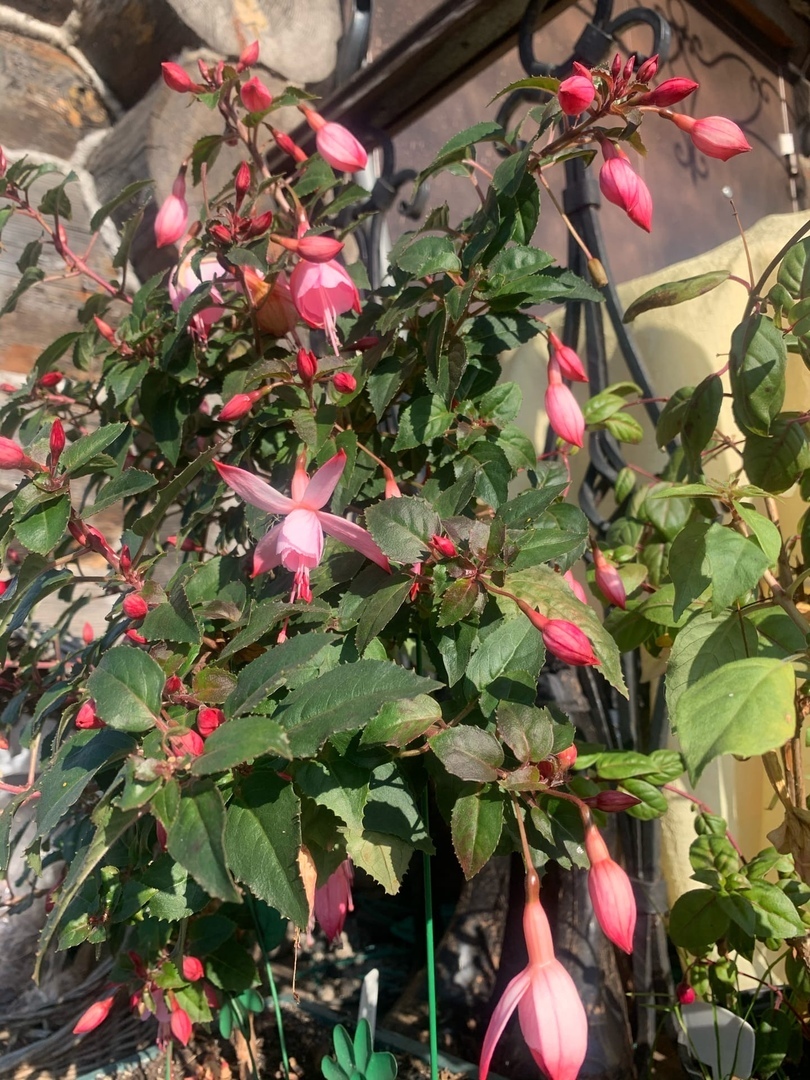 Fuchsia in October - Fuchsia, Flowers, Garden, Gardening, Floriculture, Longpost