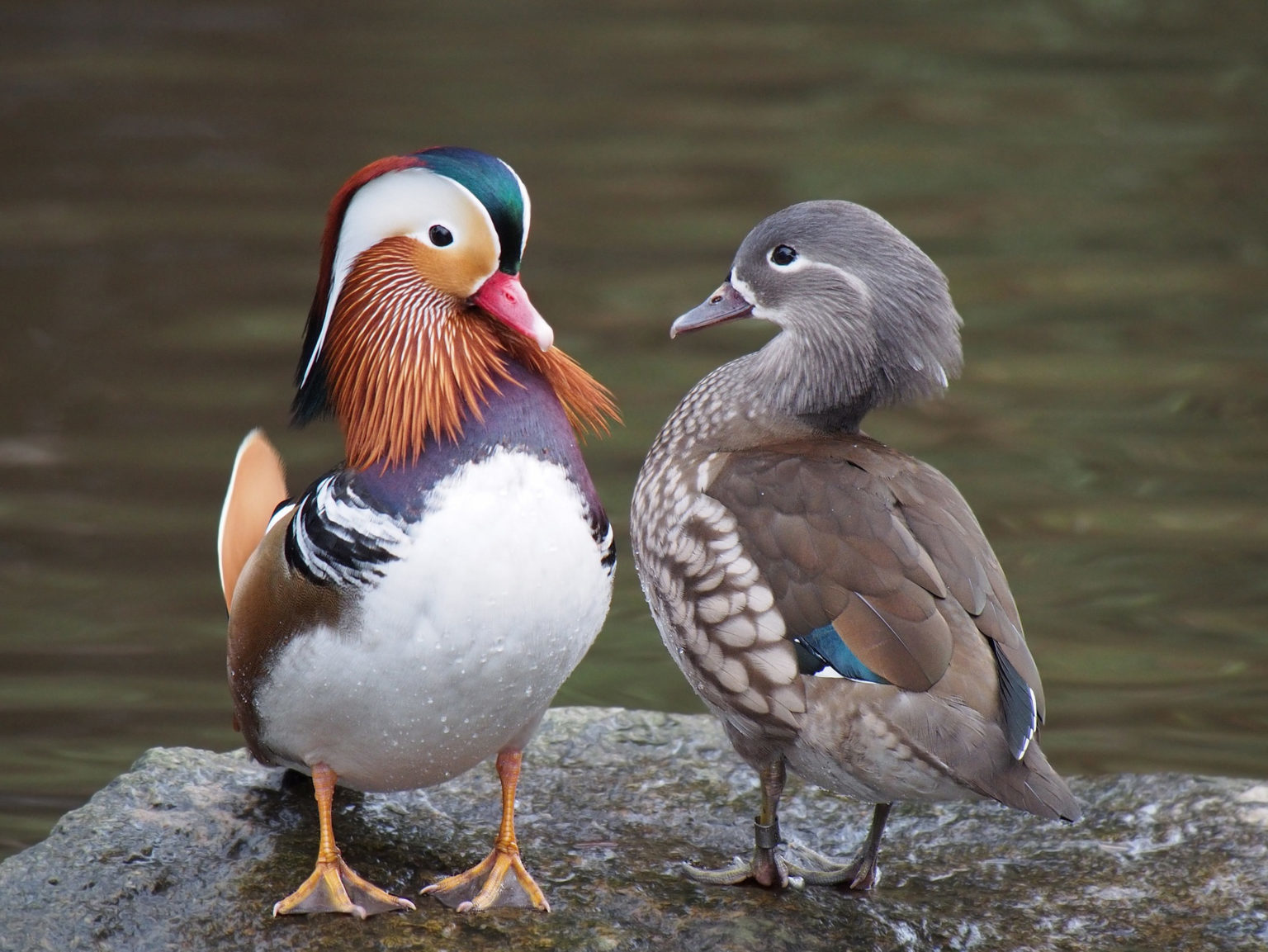 The most unusual birds on the planet. Part 2 - My, Birds, Informative, Lyrebird, gouldian finches, Blue-footed booby, Mandarin duck, Video, Longpost