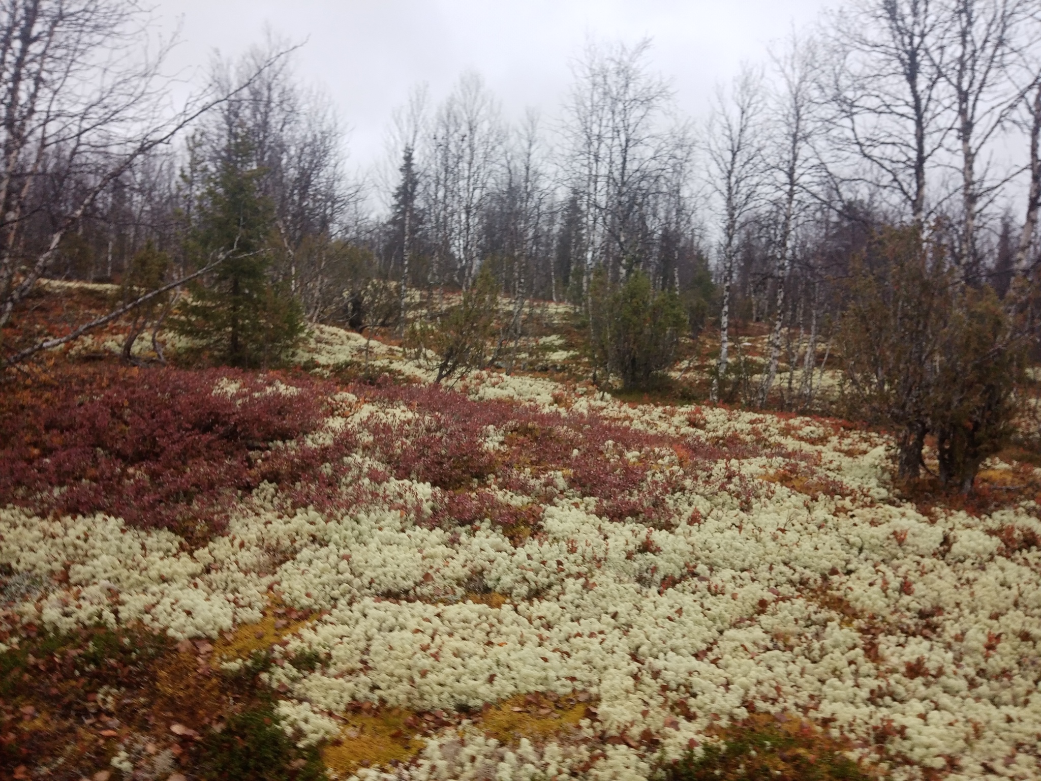 Hike and nature - My, wildlife, Nature, The nature of Russia, Autumn, Northern nature, Forest, The mountains, Longpost