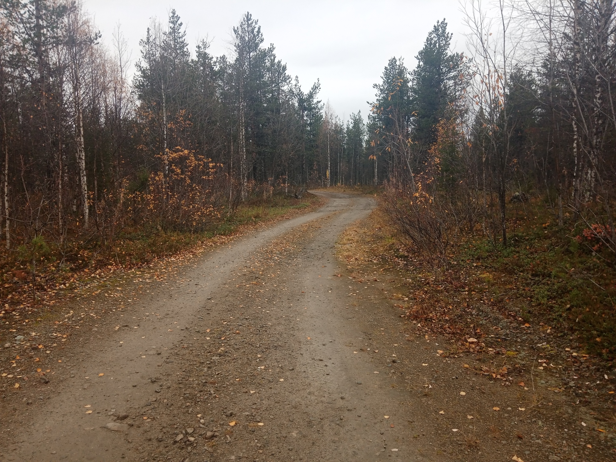 Hike and nature - My, wildlife, Nature, The nature of Russia, Autumn, Northern nature, Forest, The mountains, Longpost