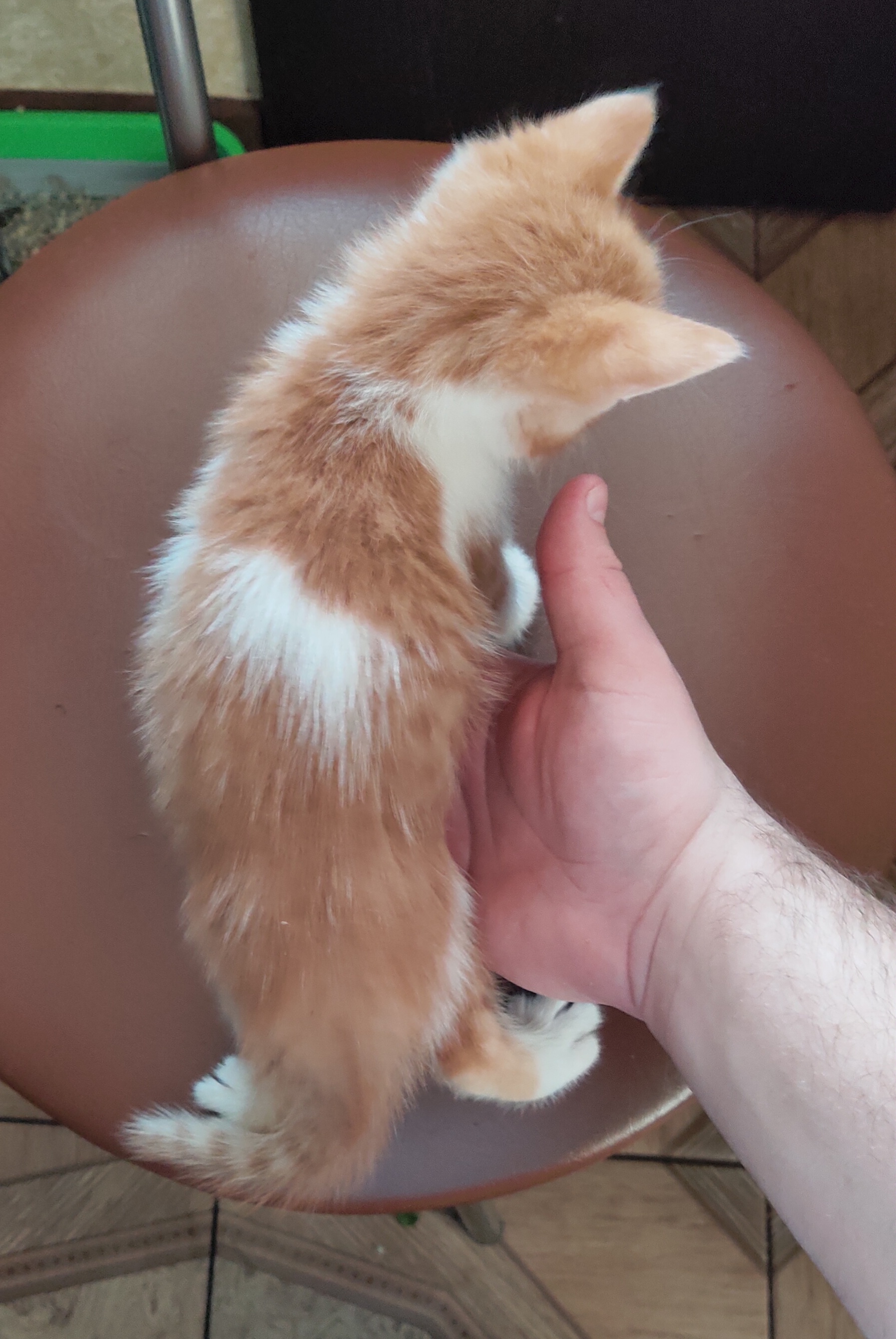 Moscow and region. I'll give away the kittens - My, cat, Kittens, In good hands, Moscow, Moscow region, Odintsovo, Golitsyno, Longpost, No rating, Help, I will give, Pets