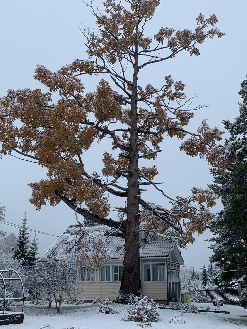 Country house. Siberia - My, Dacha, Krasnoyarsk, Snow, First snow