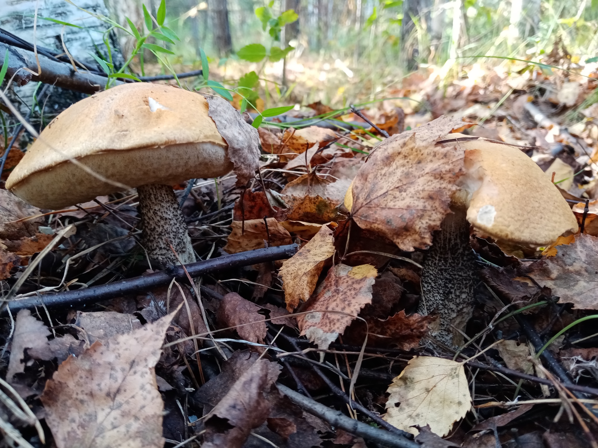 Summer hunt - Mushrooms, Silent hunt, Longpost