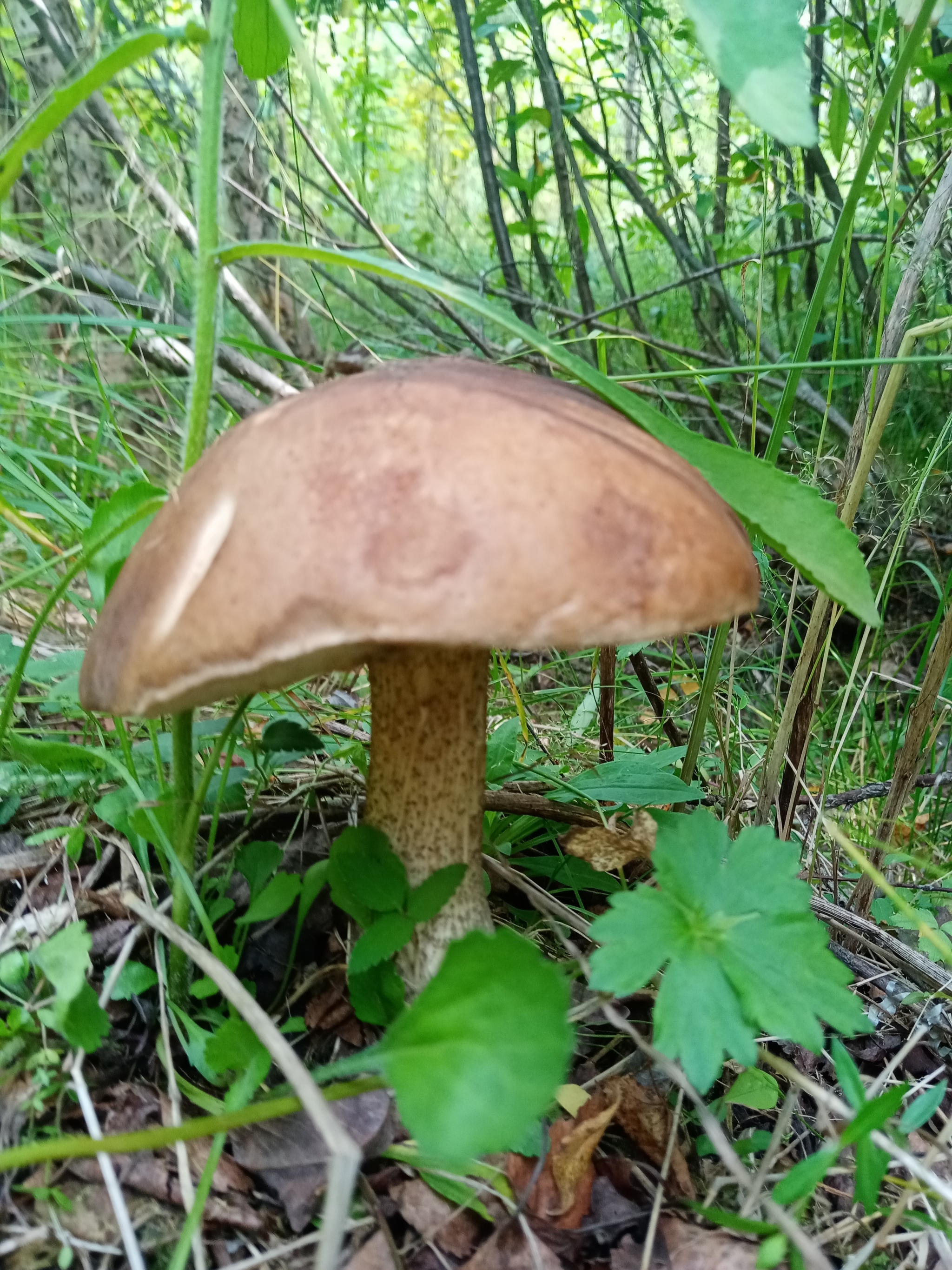 Summer hunt - Mushrooms, Silent hunt, Longpost