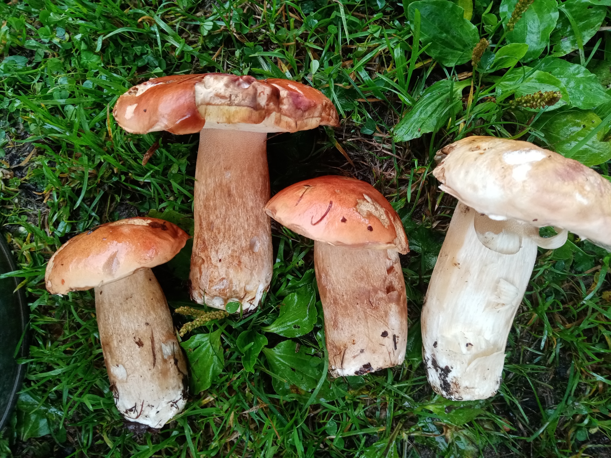 Summer hunt - Mushrooms, Silent hunt, Longpost