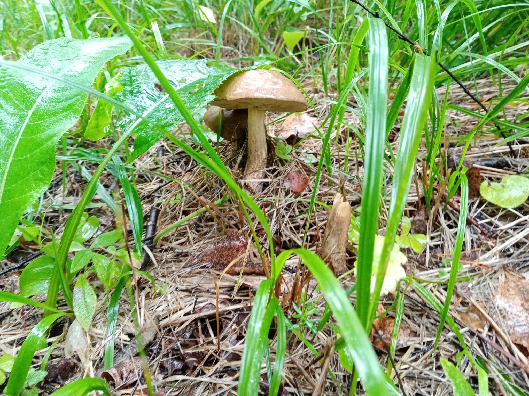 Summer hunt - Mushrooms, Silent hunt, Longpost