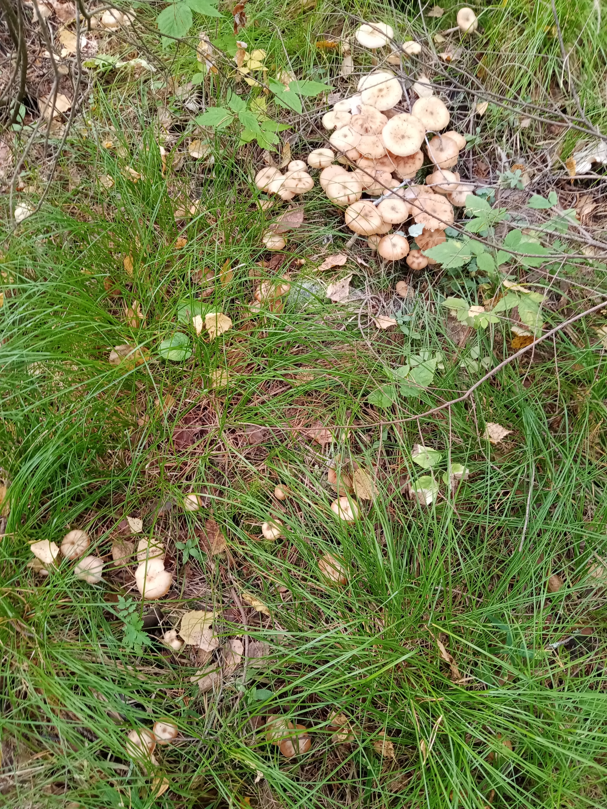 Summer hunt - Mushrooms, Silent hunt, Longpost