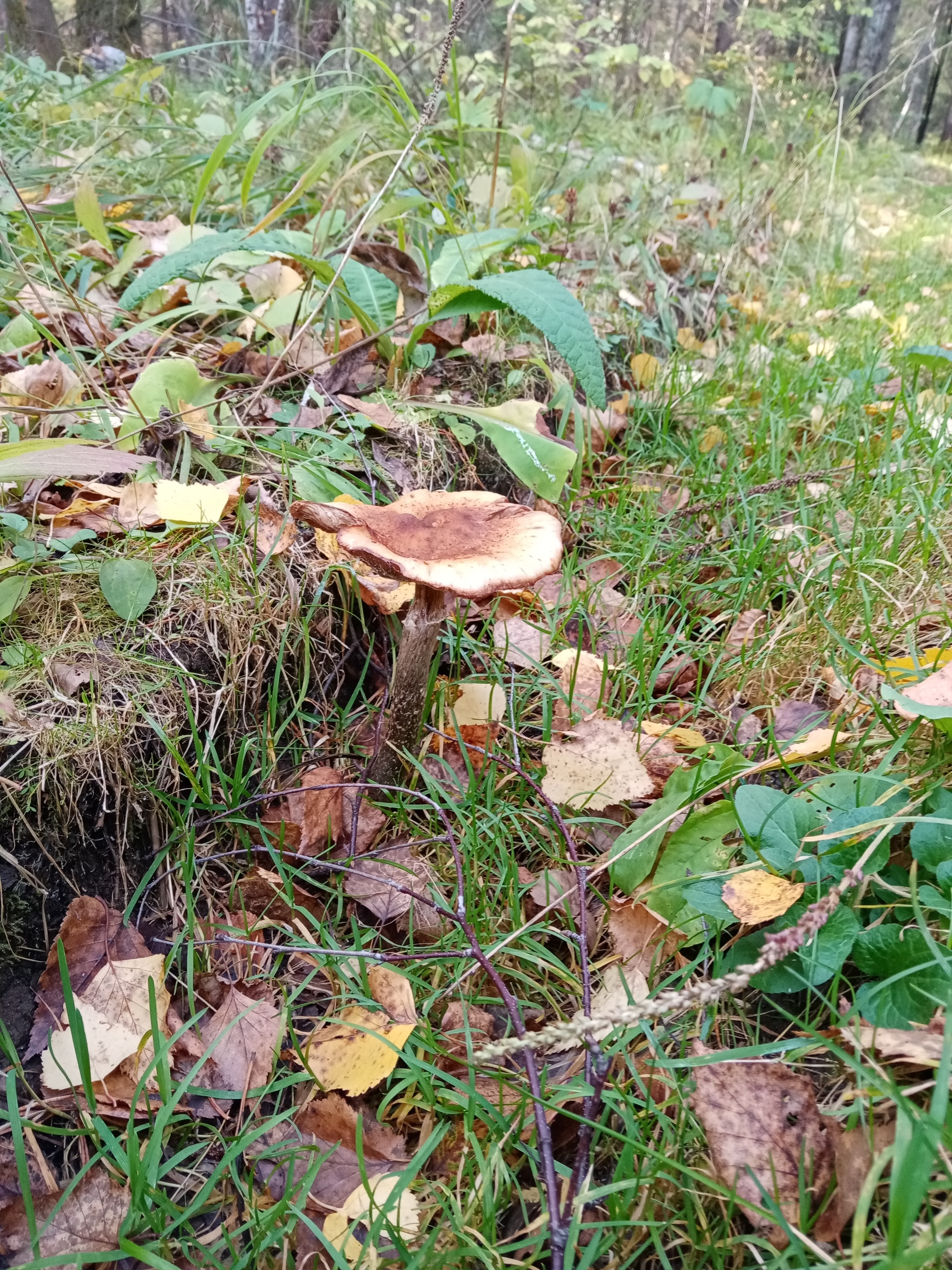 Summer hunt - Mushrooms, Silent hunt, Longpost