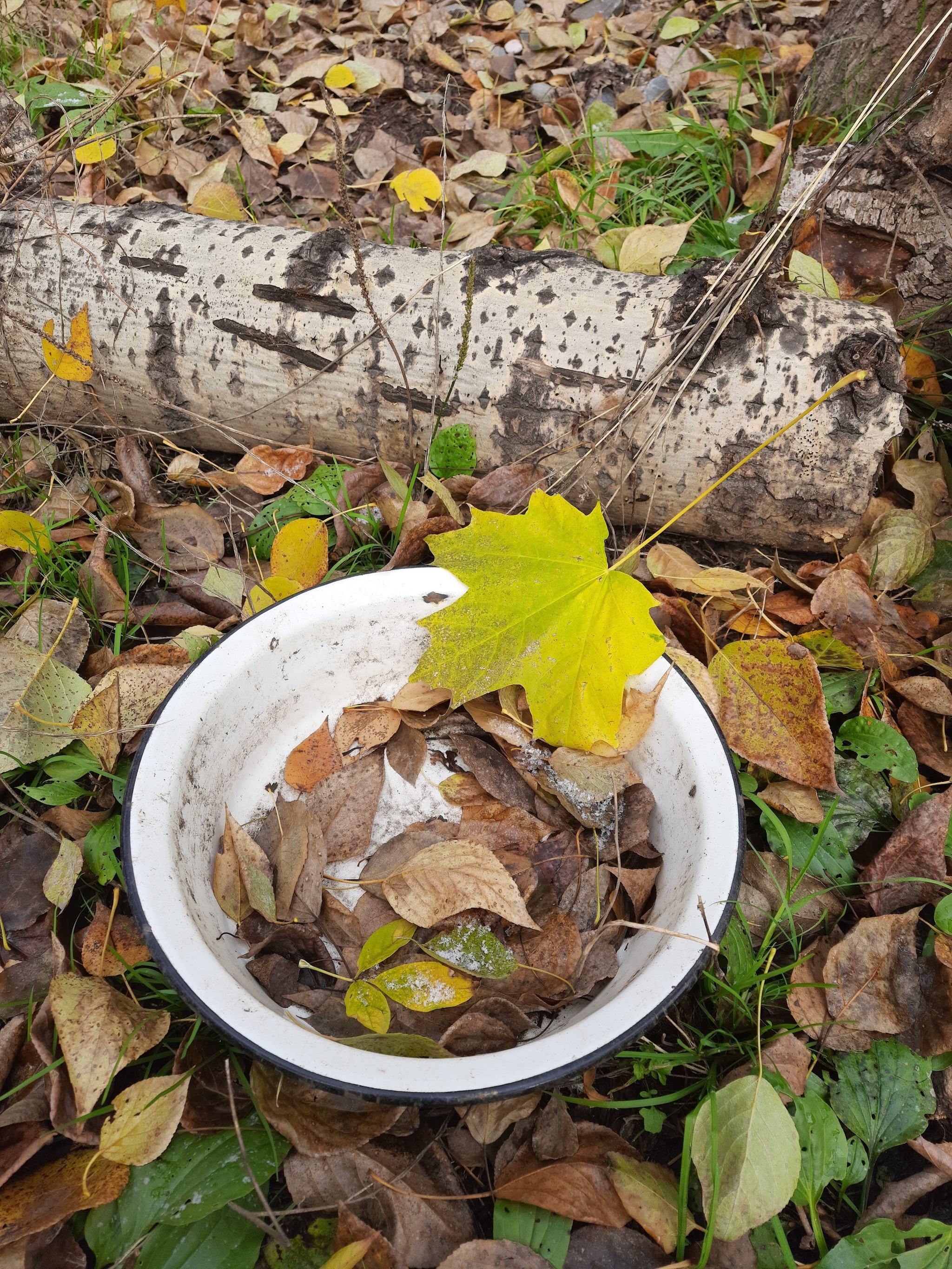 Old Junk (Part 1)... - My, Novosibirsk, Mobile photography, Autumn, The photo, Retro, Old, Longpost