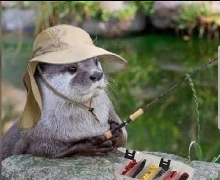 Otter) - Otter, Milota, Relaxation, Fishing, Positive