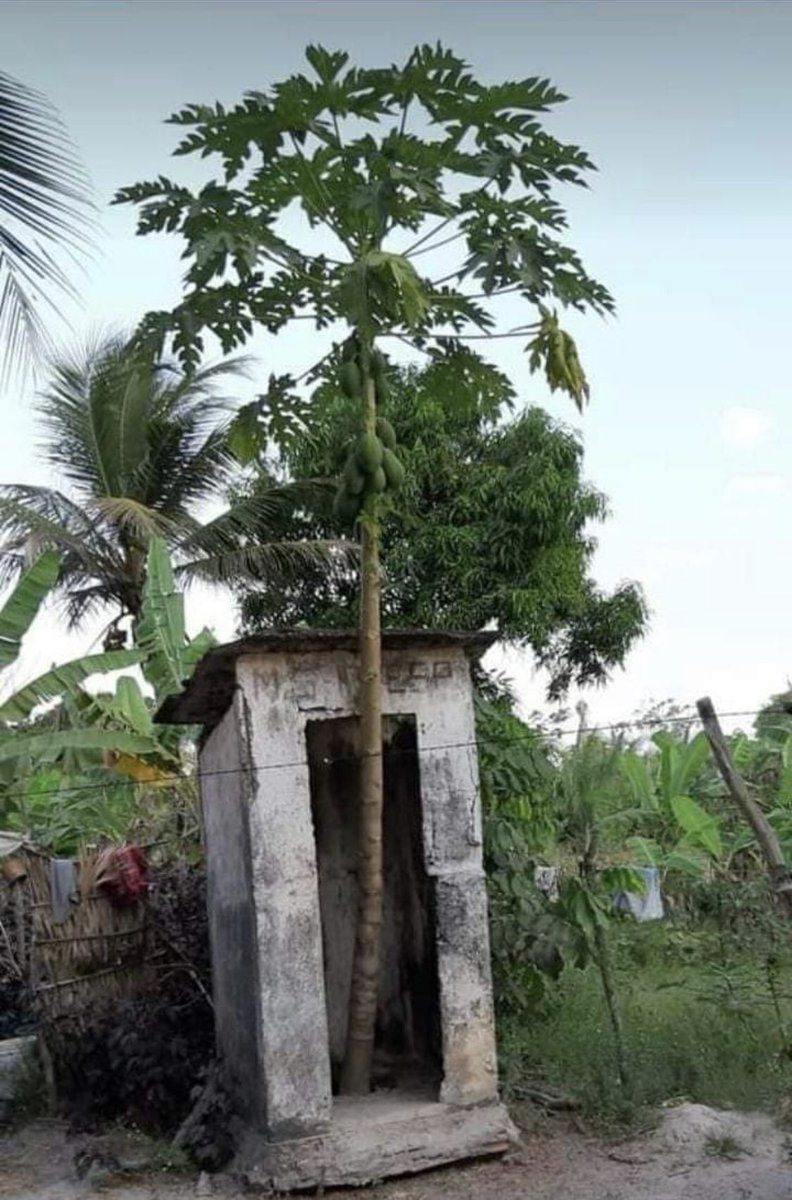 Here's why it's best to remove the pits from fruits before eating them - Tree, Toilet, Papaya