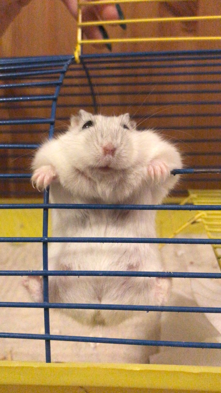 What's up guys - My, Hamster, Pull-ups