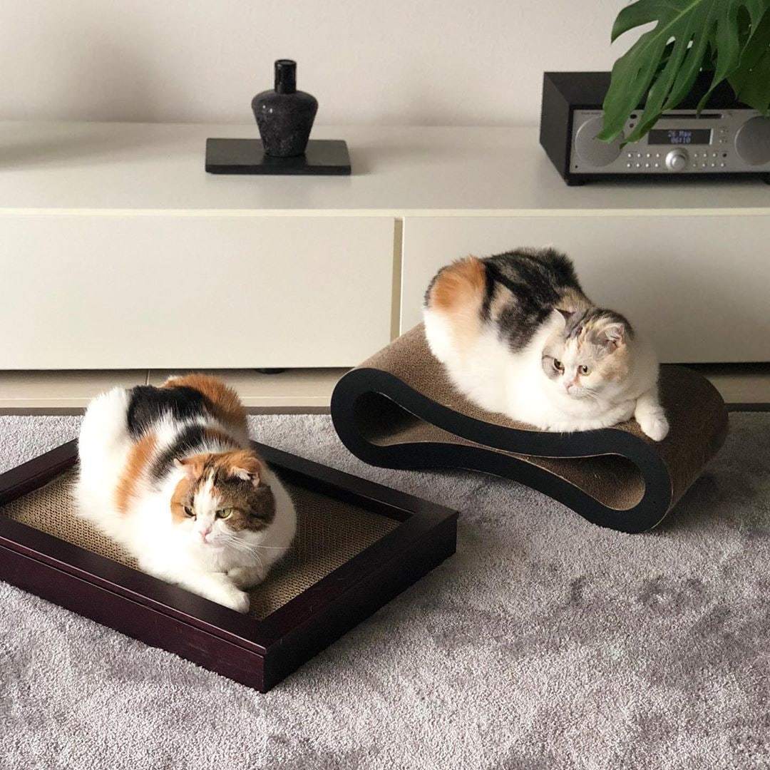 Двое из ларца одинаковы с лица. И с попца) | Пикабу