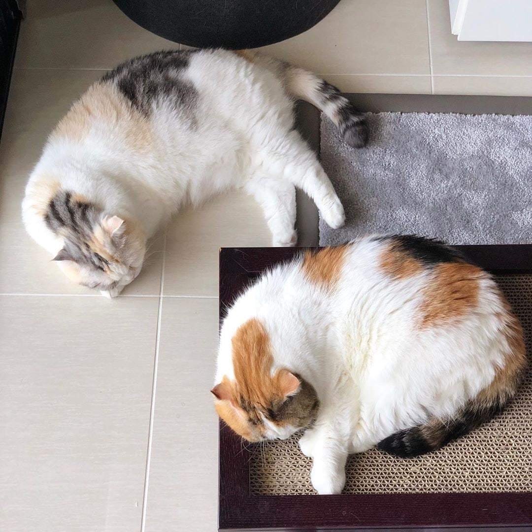 Двое из ларца одинаковы с лица. И с попца) | Пикабу