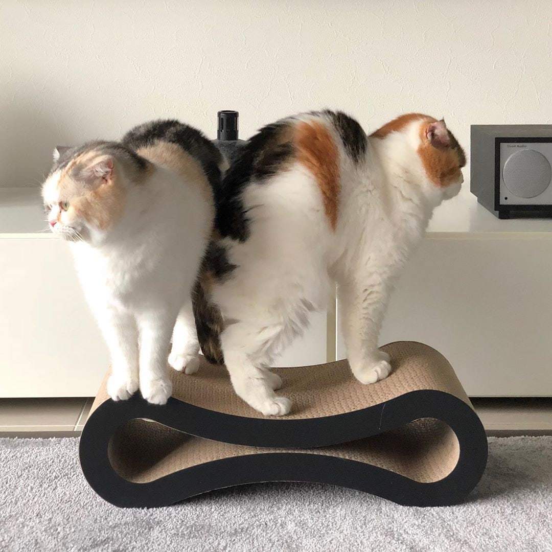 Двое из ларца одинаковы с лица. И с попца) | Пикабу