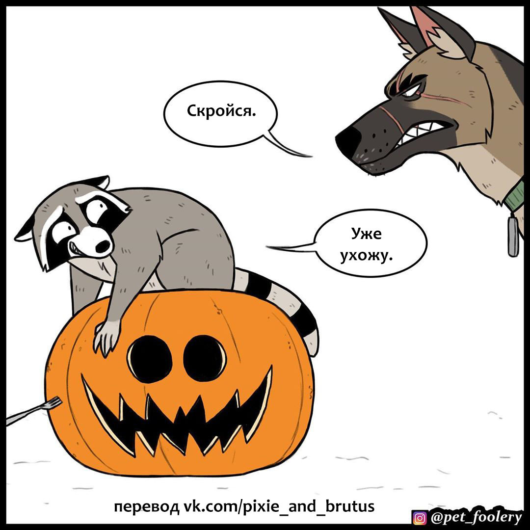 Live pumpkin - Comics, Animals, Humor, Longpost, Pumpkin, Brutus and Pixie, Pet foolery