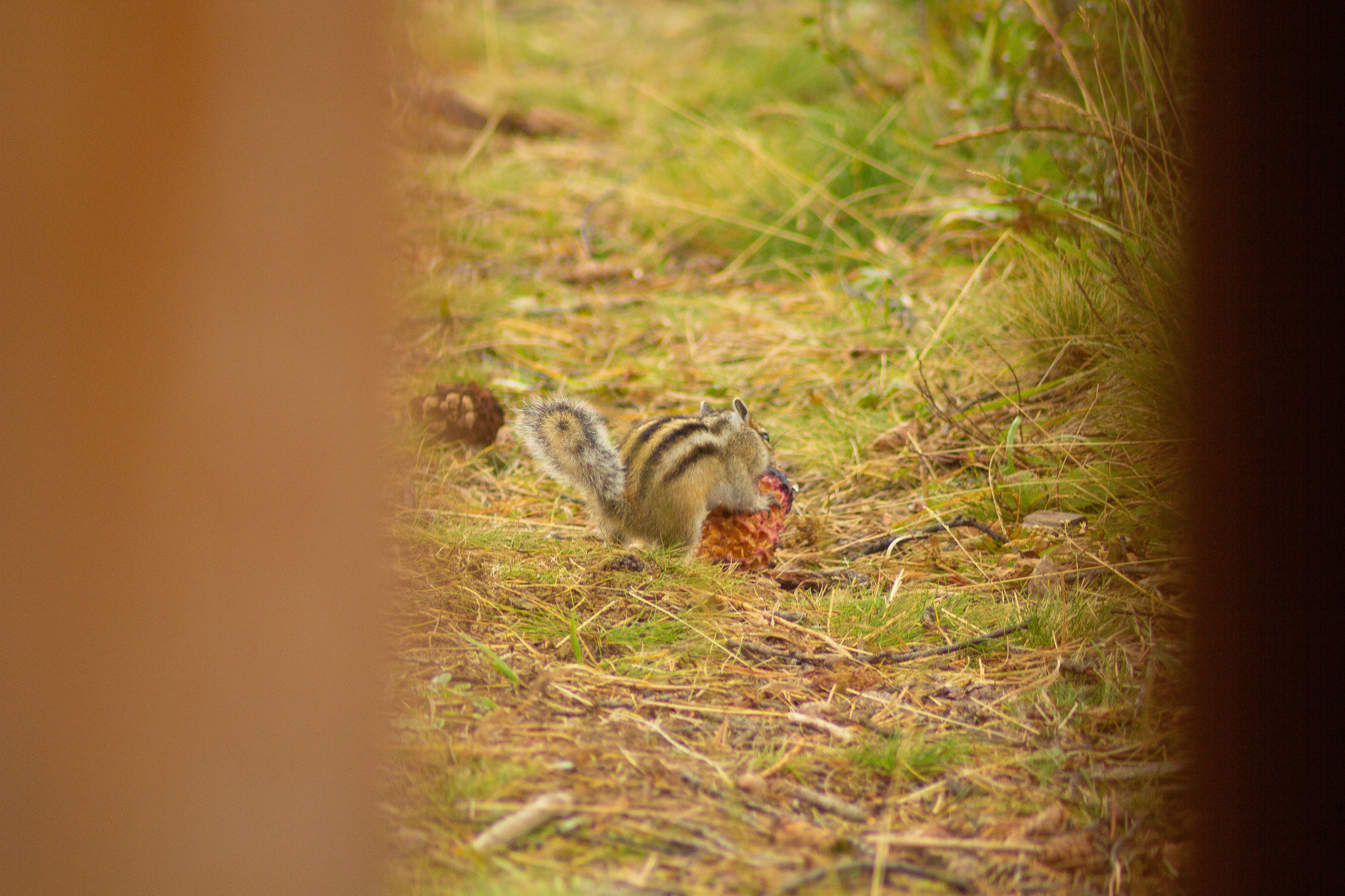 Yes, you can see your cheeks from behind your back! - My, Chipmunk, Cheeks, Dinner, Cones, Animals