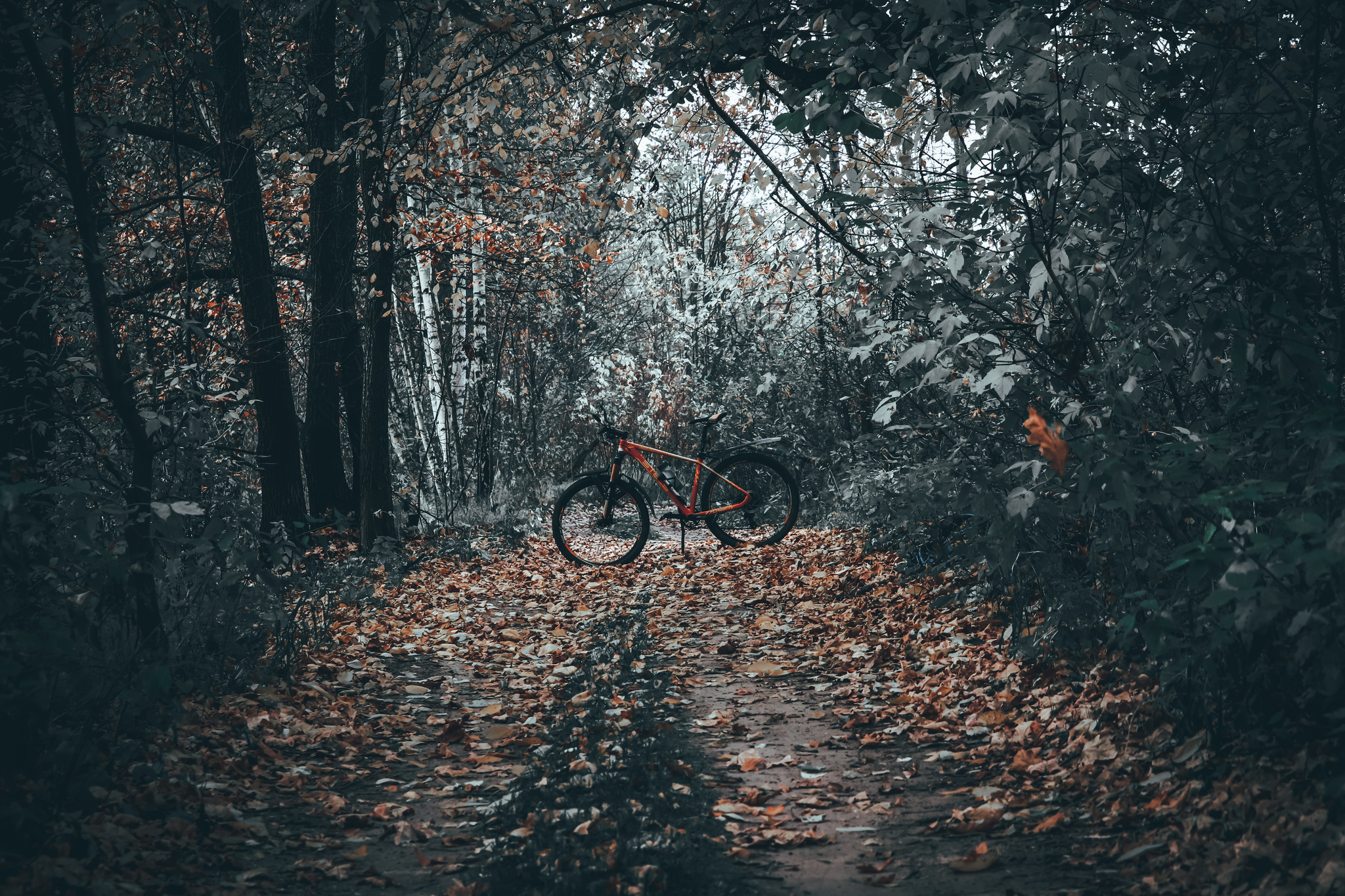 Cycling - My, The photo, A bike, Nature, Longpost