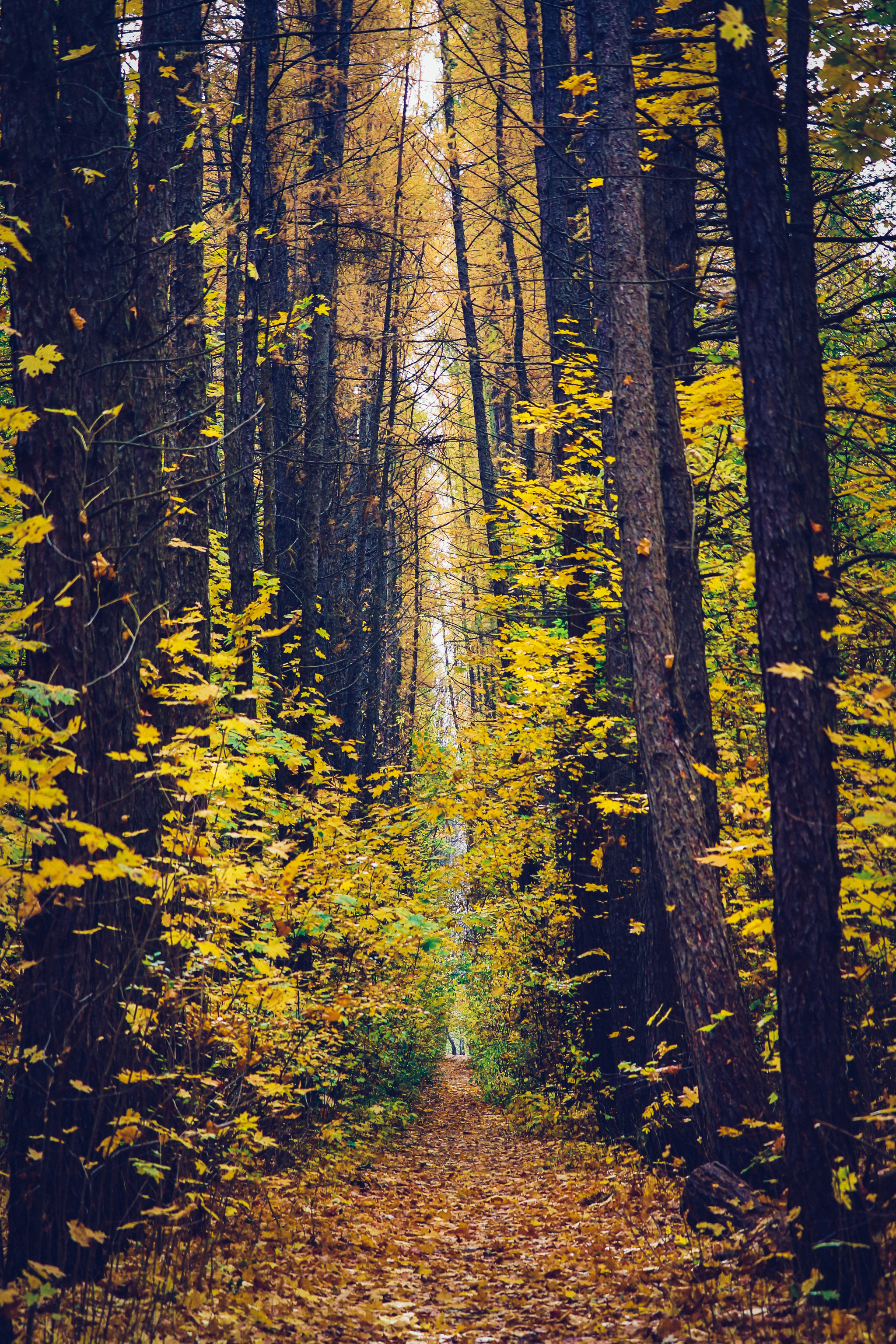 Cycling - My, The photo, A bike, Nature, Longpost