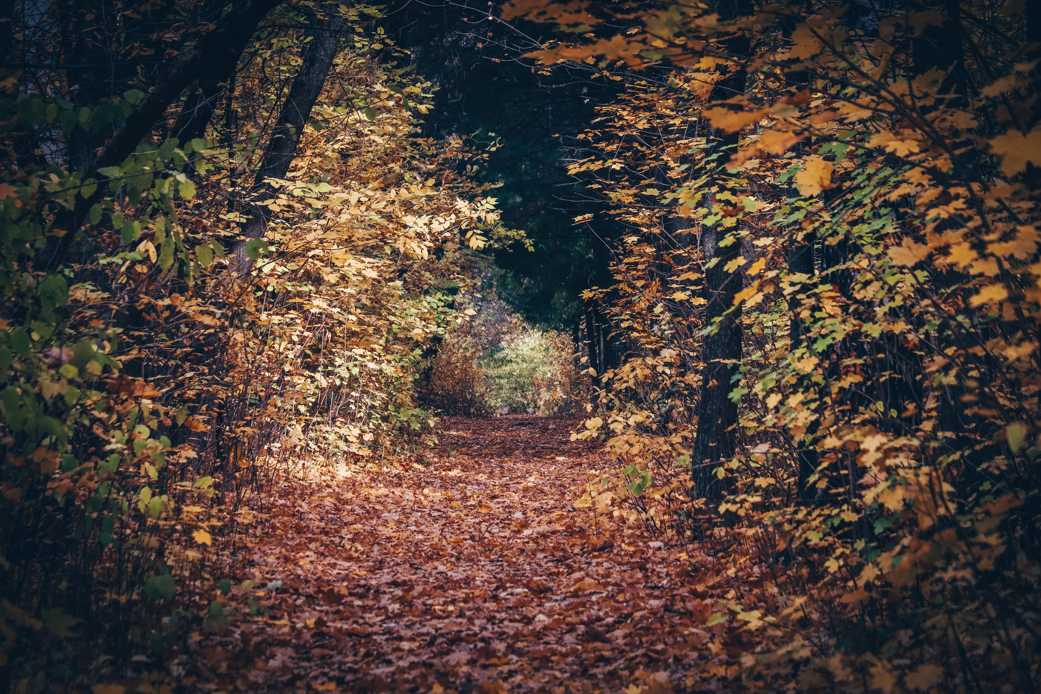 Cycling - My, The photo, A bike, Nature, Longpost