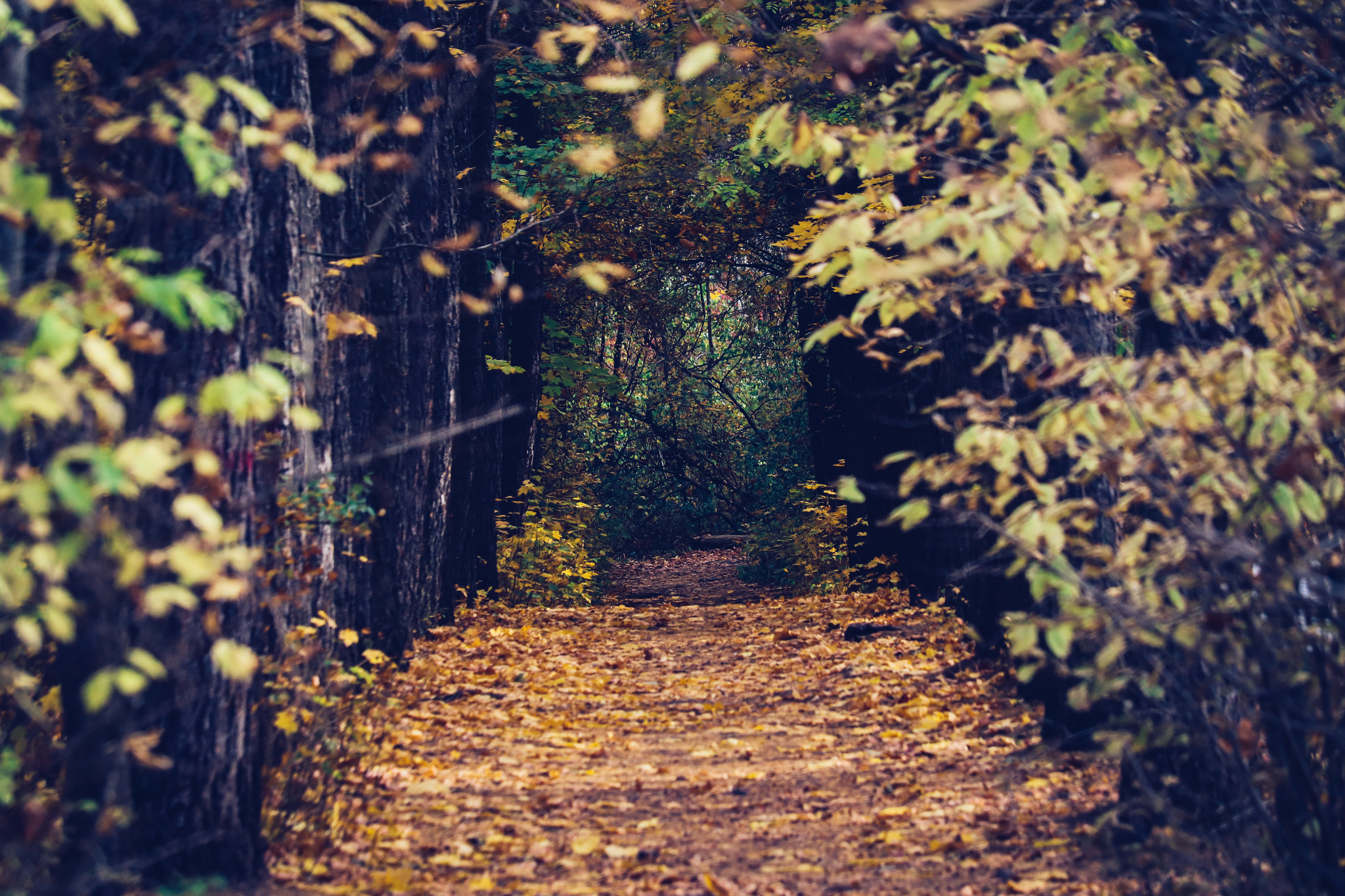 Cycling - My, The photo, A bike, Nature, Longpost