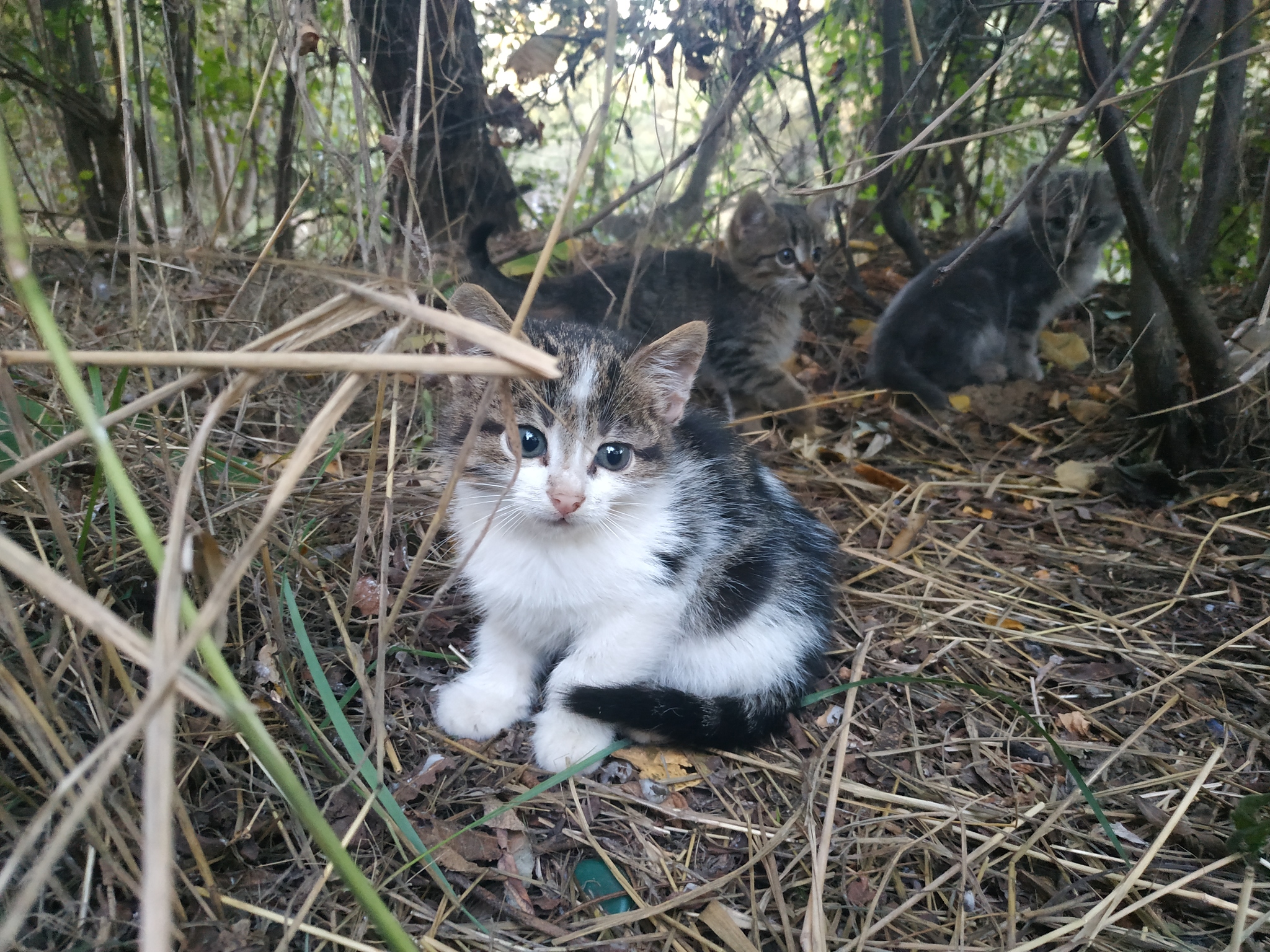 Three kittens abandoned in a Krasnodar park are looking for a home - My, Krasnodar, Animal shelter, Shelter, Kittens, Video, Longpost, cat, In good hands, No rating