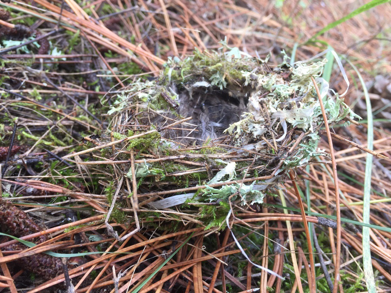 A trip to your small homeland - My, Forest, Mushrooms, Autumn, Longpost