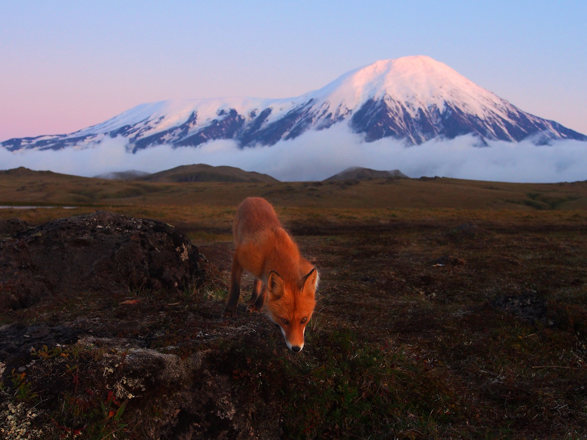 Look how beautiful it is - it’s impossible to see enough of it... - Fox, Wild animals, Kamchatka, Volcano, Tolbachik Volcano, The national geographic, The photo, Nature