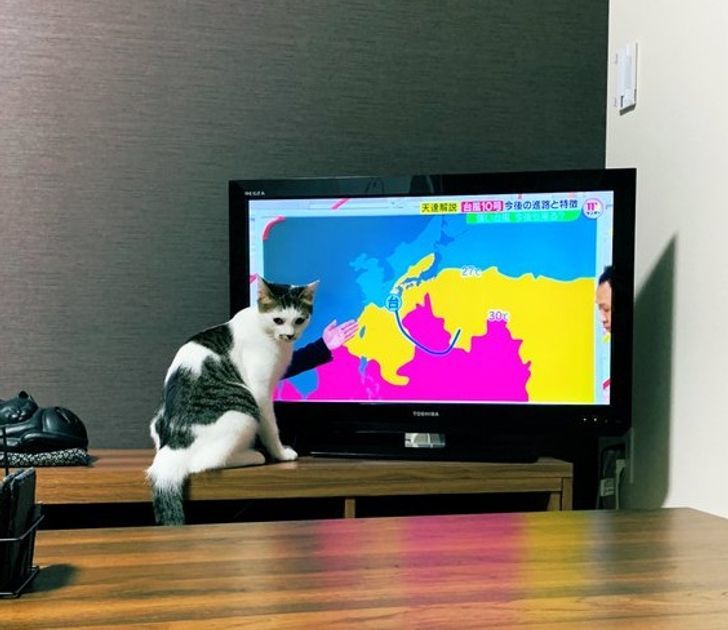 New weather forecaster - cat, Weather, Japan