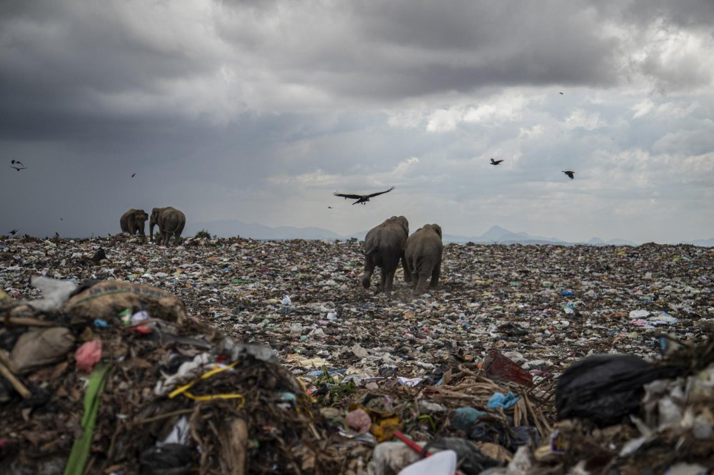 Elephants eat garbage in Sri Lanka - Copy-paste, Longpost, Elephants, Garbage, Sri Lanka, Nature