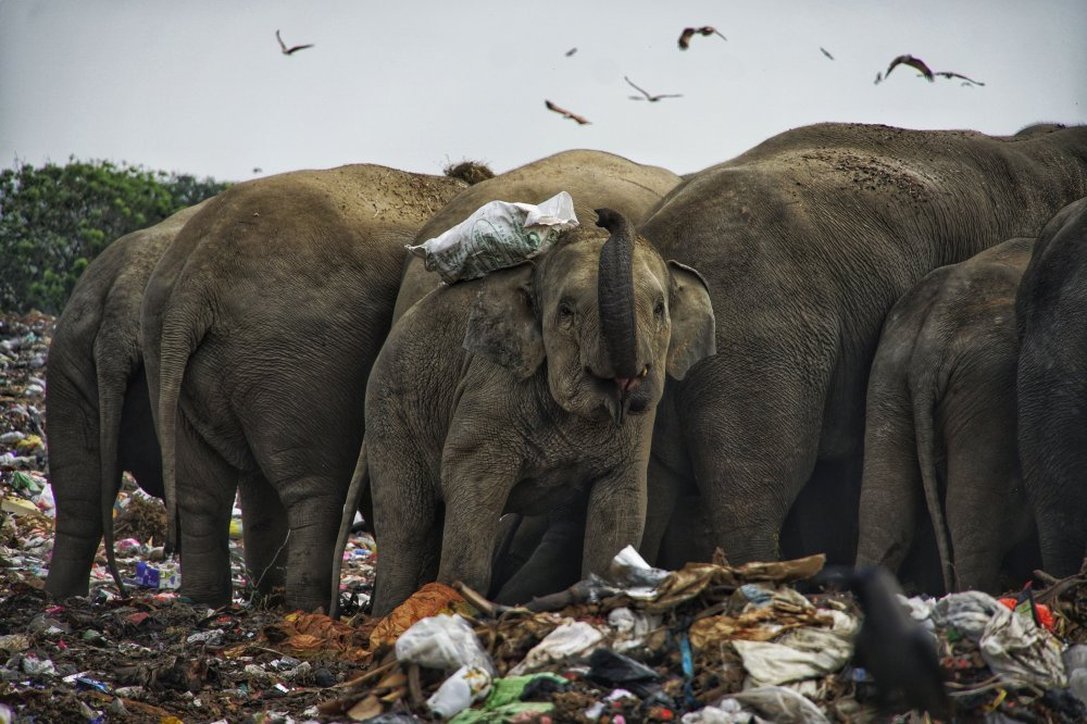 Elephants eat garbage in Sri Lanka - Copy-paste, Longpost, Elephants, Garbage, Sri Lanka, Nature