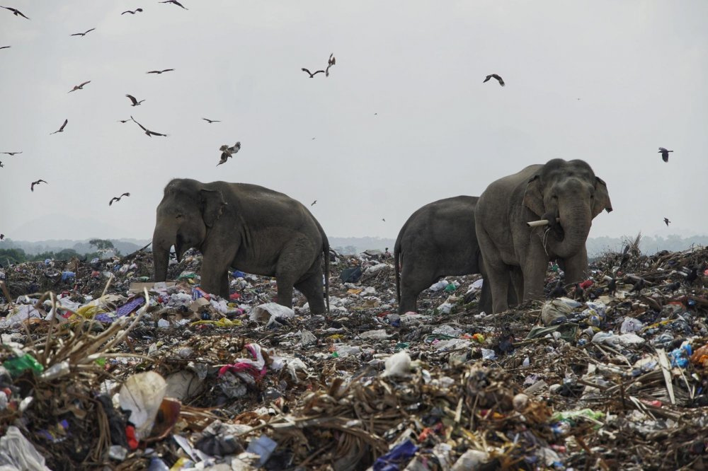 Elephants eat garbage in Sri Lanka - Copy-paste, Longpost, Elephants, Garbage, Sri Lanka, Nature