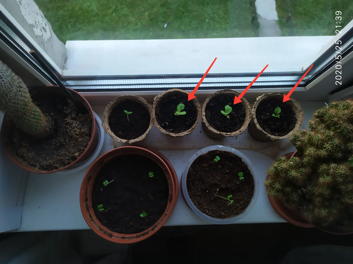 Growing tobacco on the windowsill - My, Growing, Vegetable garden on the windowsill, Fertilizers, Tobacco, Idea for home, Gardening, Houseplants, Longpost