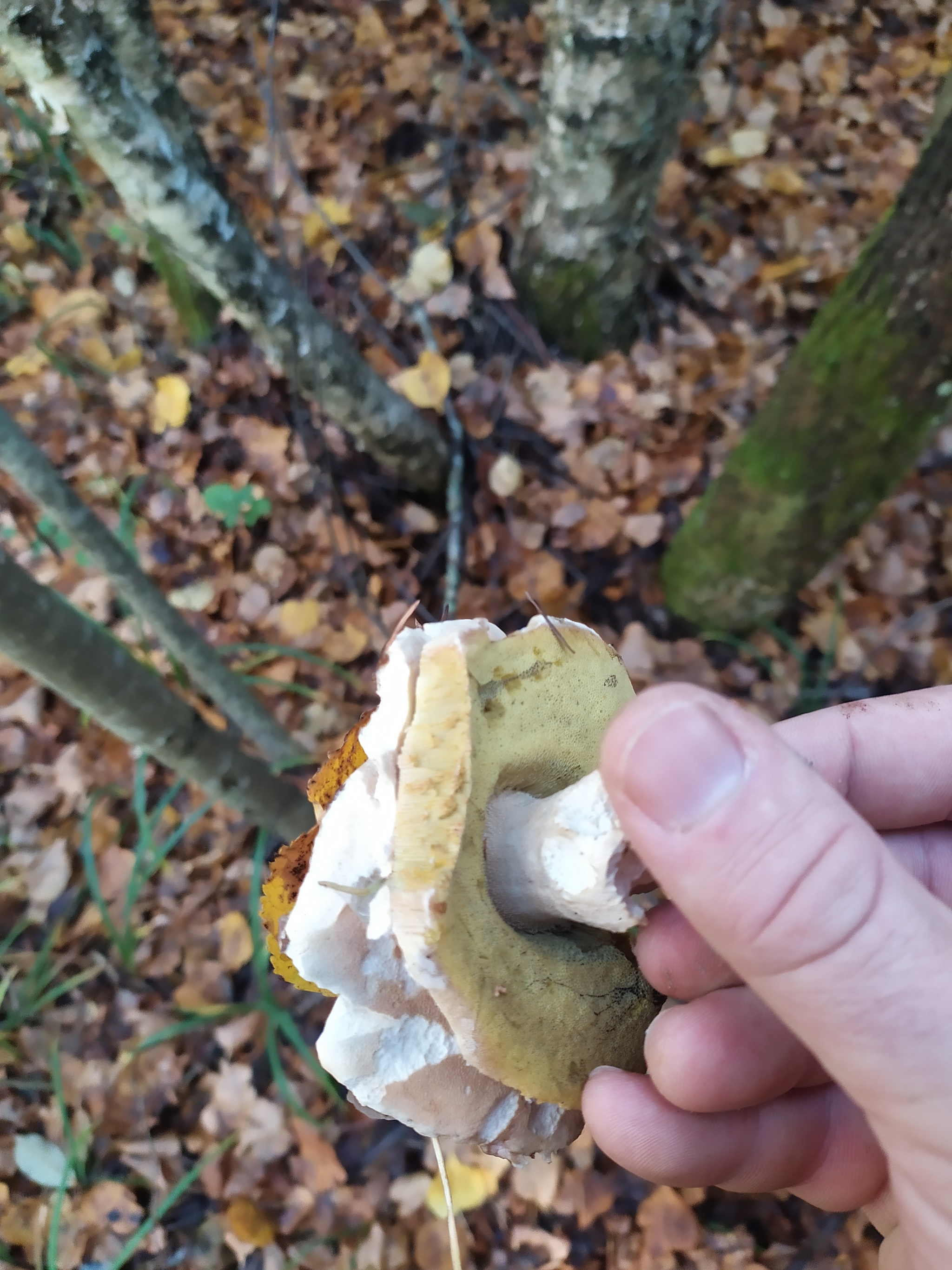 Urbanites in the forest - Forest, Mushrooms, Jay, Ezhovik, Honey mushrooms, Champignon, Autumn, Longpost