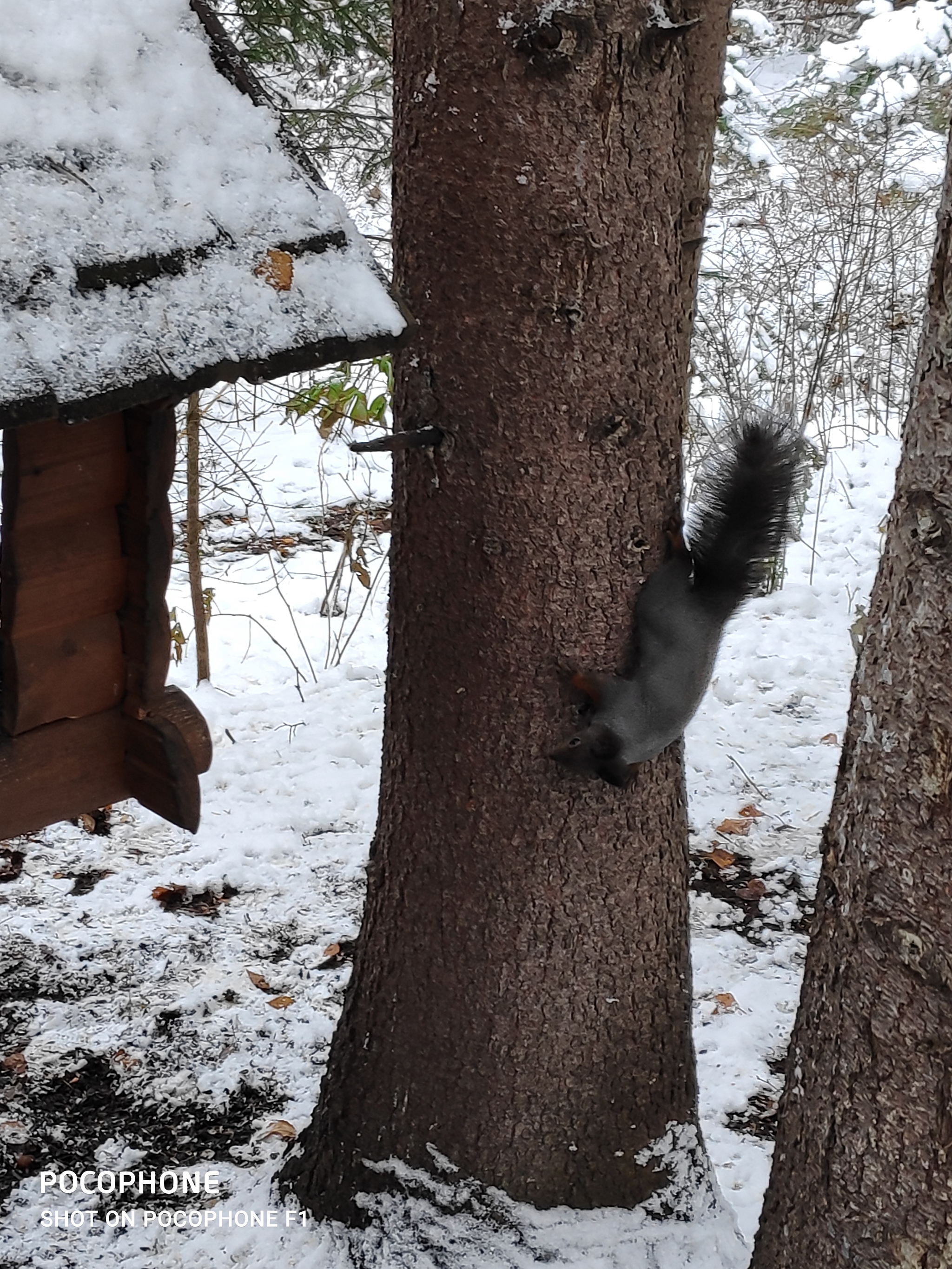 The beauty of winter - My, Krasnoyarsk, Krasnoyarsk pillars, Winter, Nature, Animals, Longpost