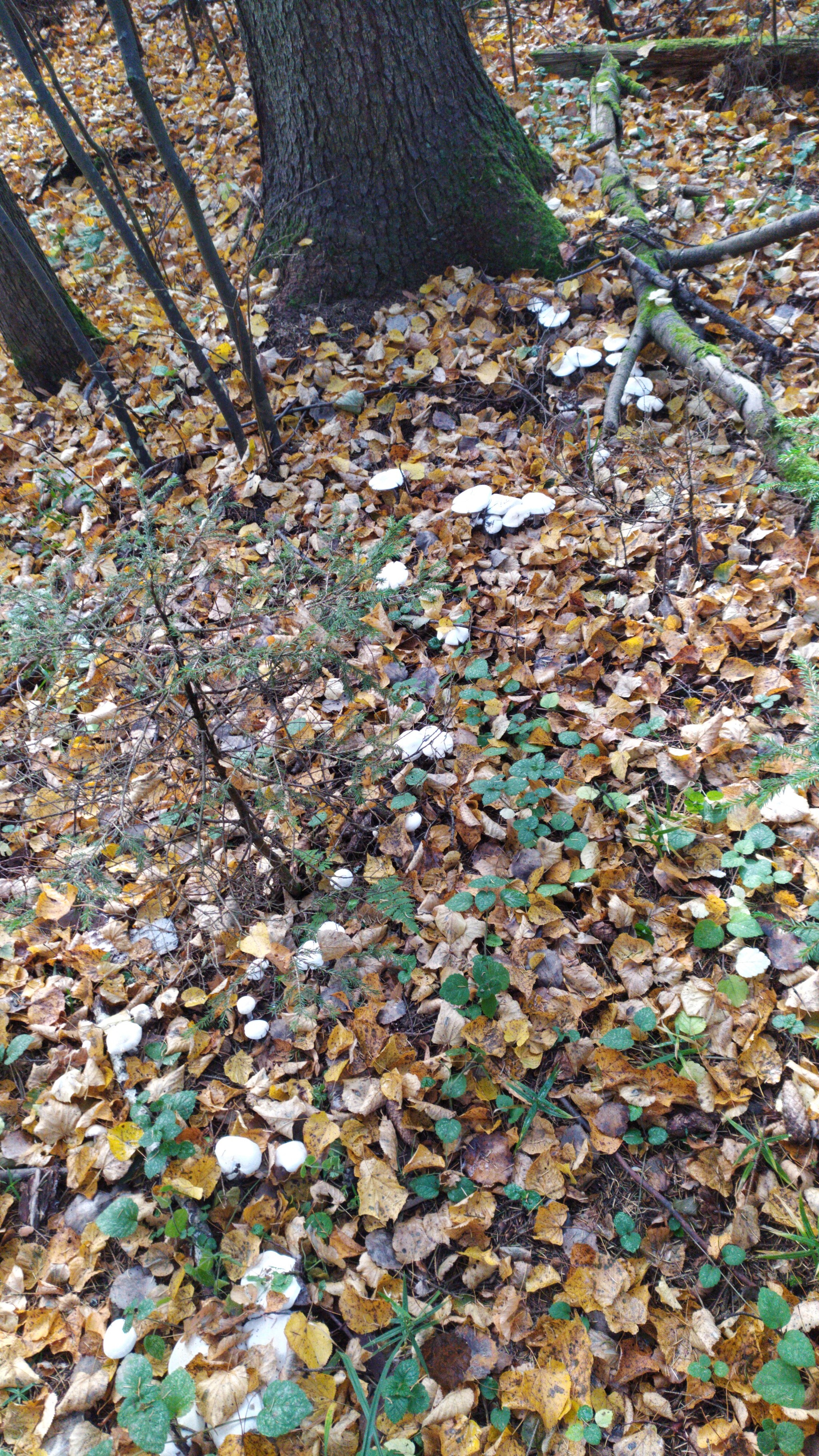 Urbanites in the forest - Forest, Mushrooms, Jay, Ezhovik, Honey mushrooms, Champignon, Autumn, Longpost