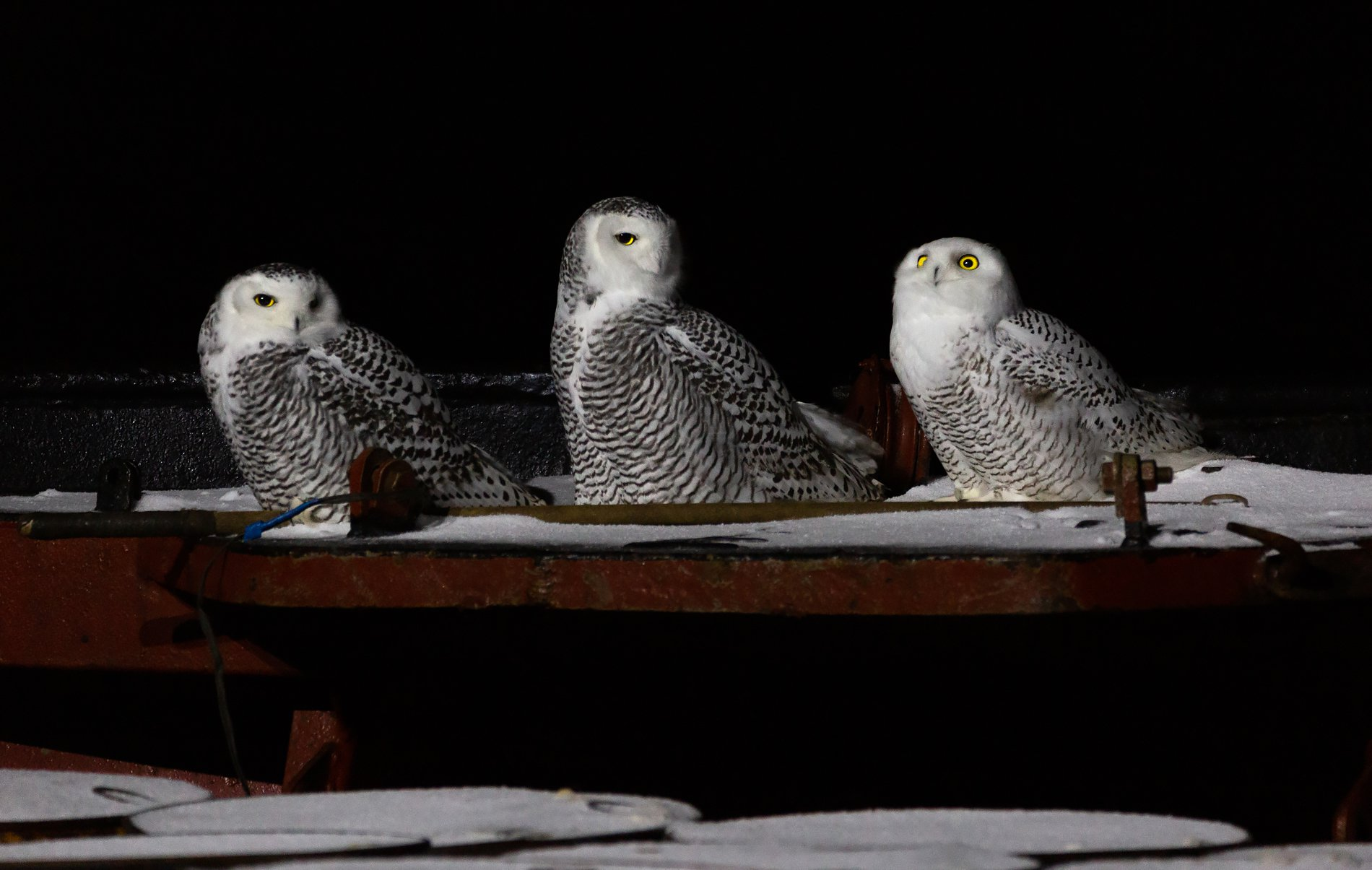 Hares - Birds, Owl, Stowaways, Sea, Far North, The national geographic, The photo