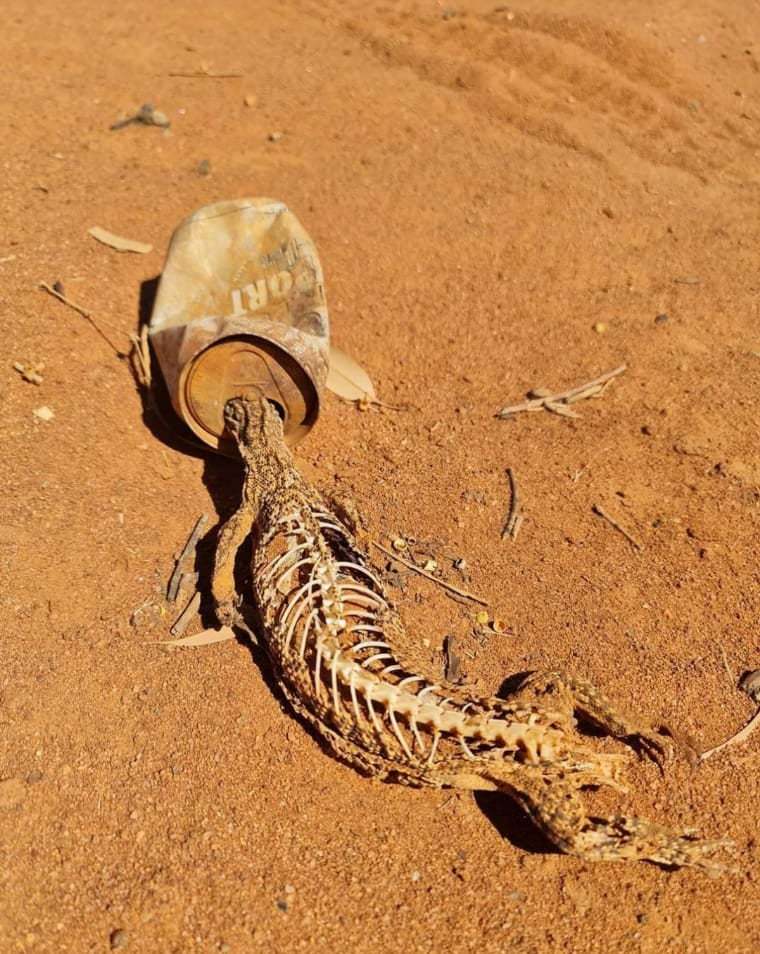 You shouldn't throw garbage right at your feet, think about the consequences - The photo, Nature, Garbage, Death, Animals