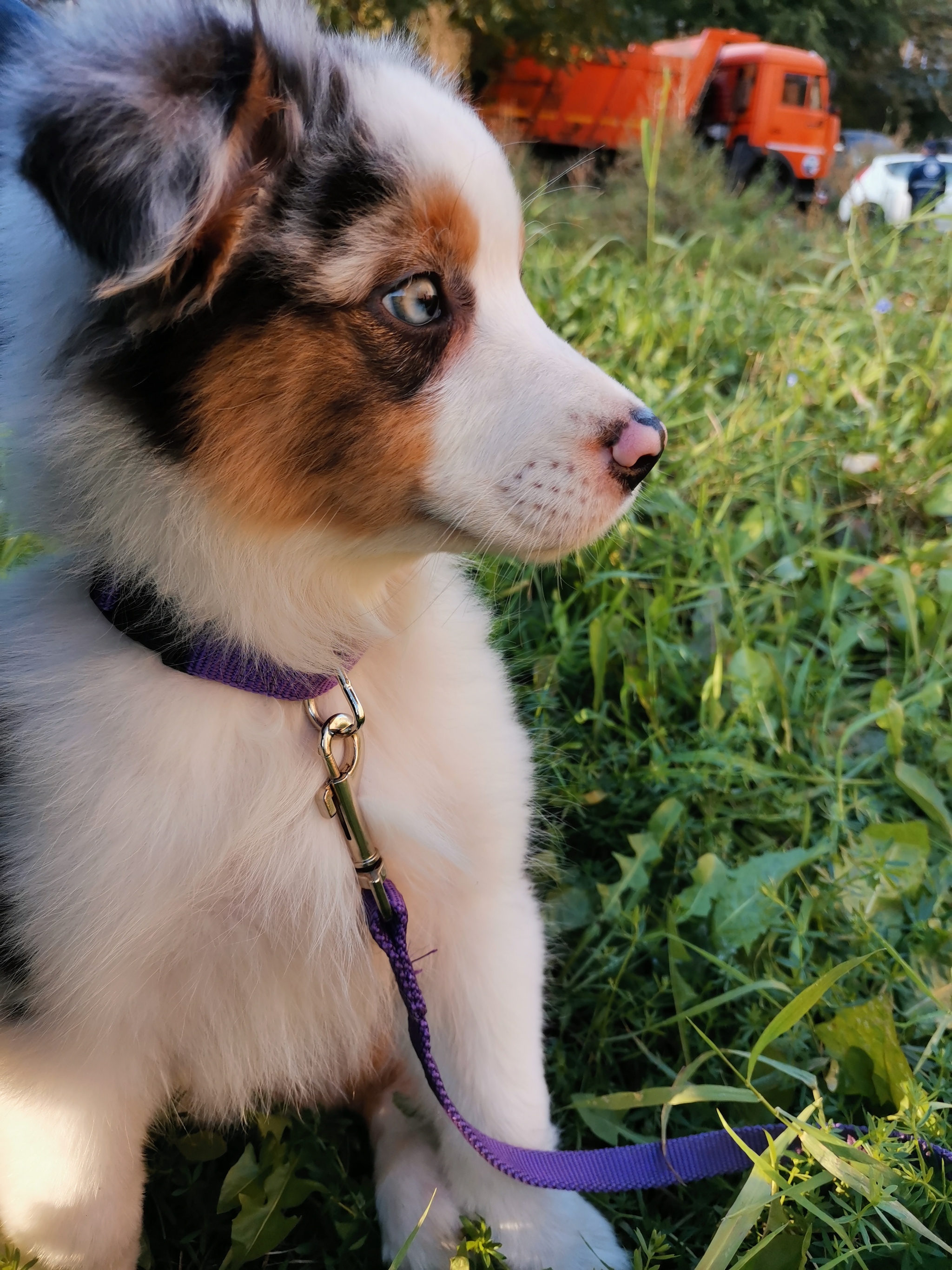 Ciri - My, Australian shepherd, Dog, Friend of human, Longpost