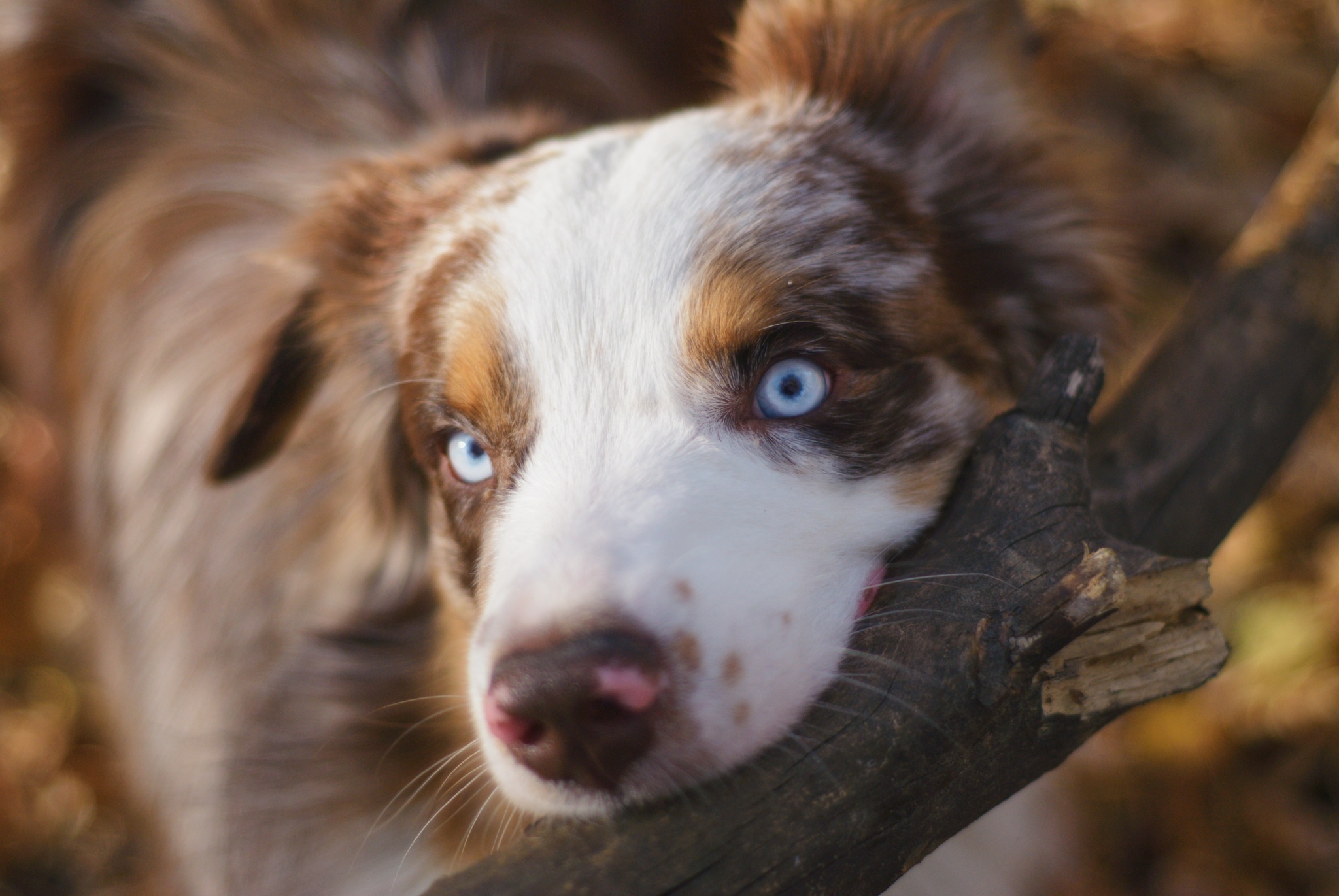 Aussie - My, The photo, Australian shepherd, Dog