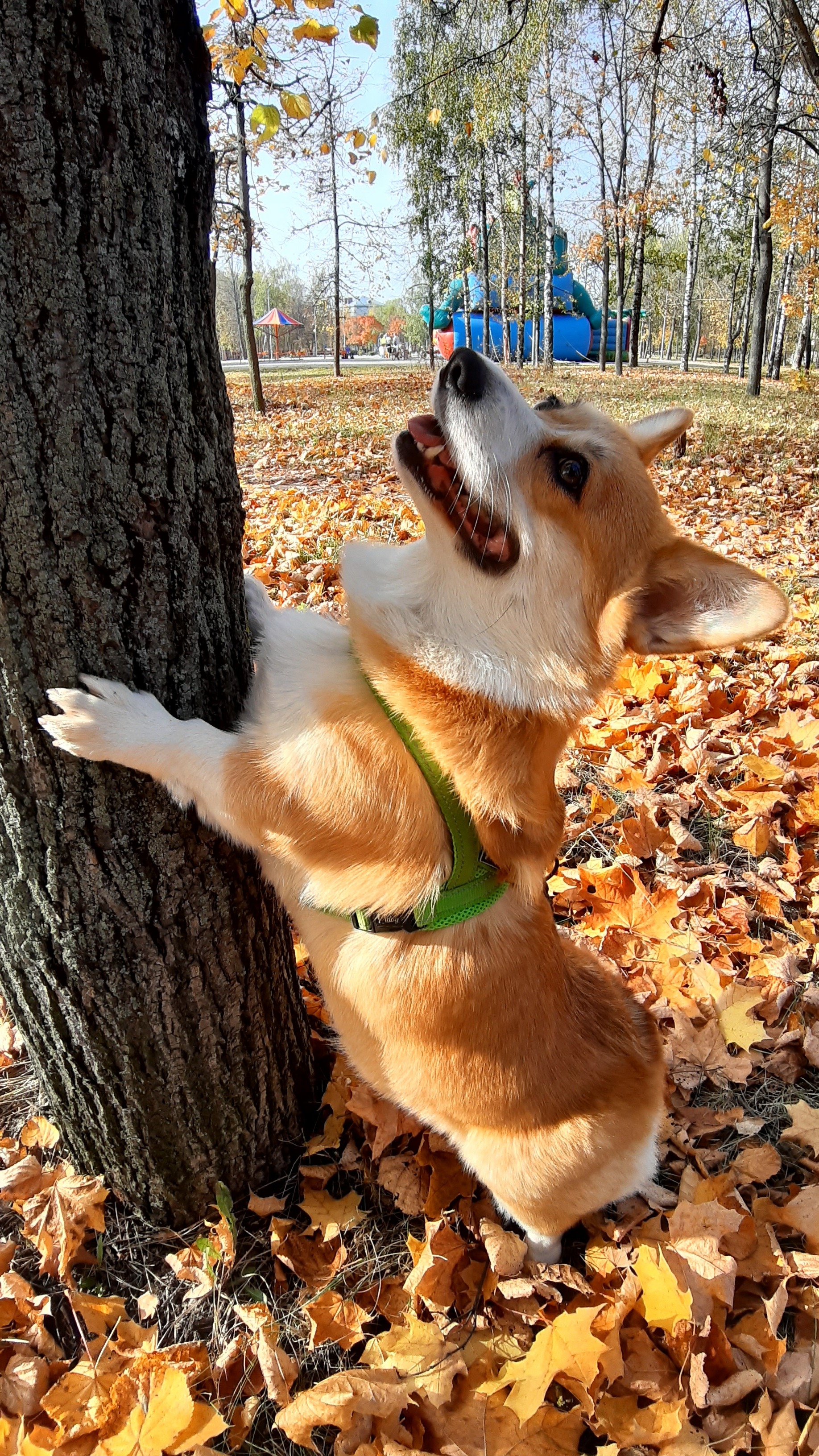 in autumn - My, Corgi, Dog, Walk in the woods, Welsh corgi pembroke, Pets, Video, Longpost