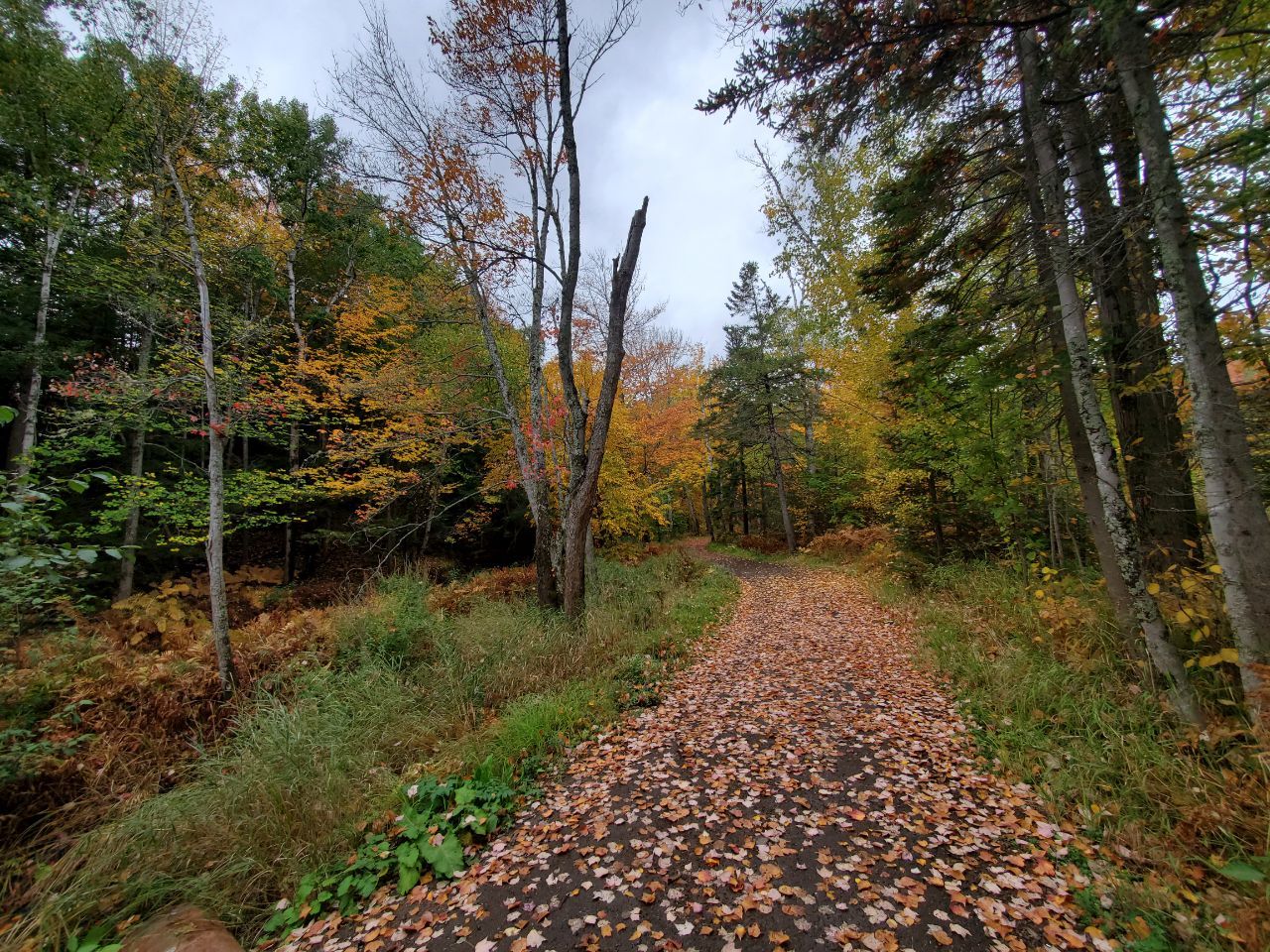 Autumn in Moncton, Canada - The photo, Canada, Nature, Autumn, beauty of nature, Longpost, Autumn leaves