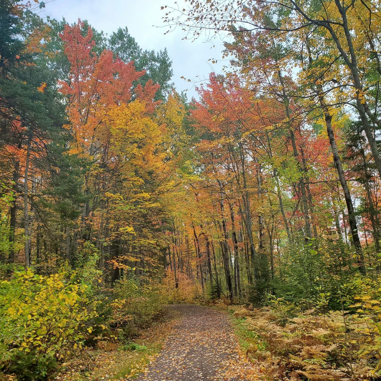 Autumn in Moncton, Canada - The photo, Canada, Nature, Autumn, beauty of nature, Longpost, Autumn leaves