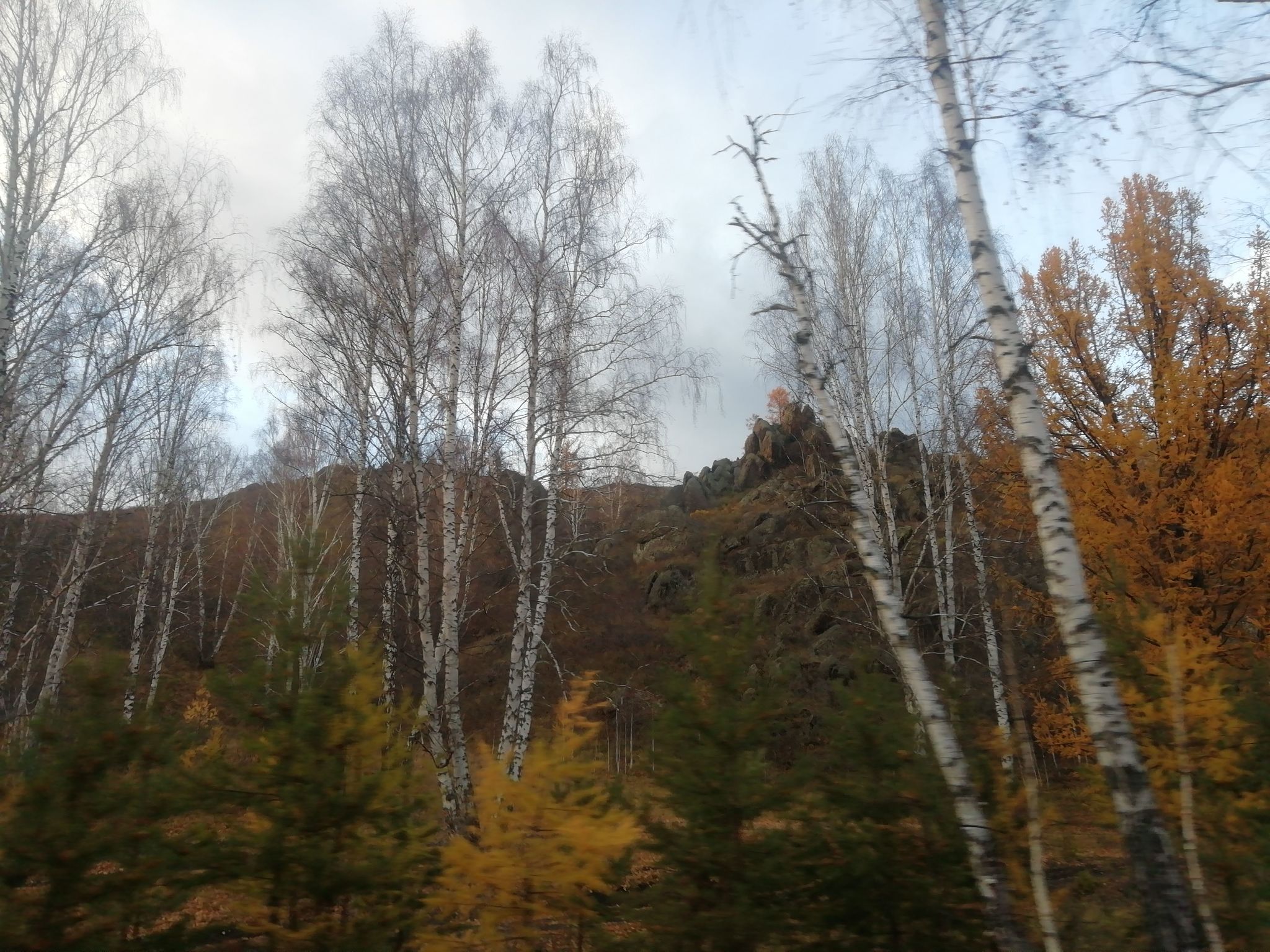 A little forest - My, Forest, Hike, Bashkortostan, Longpost