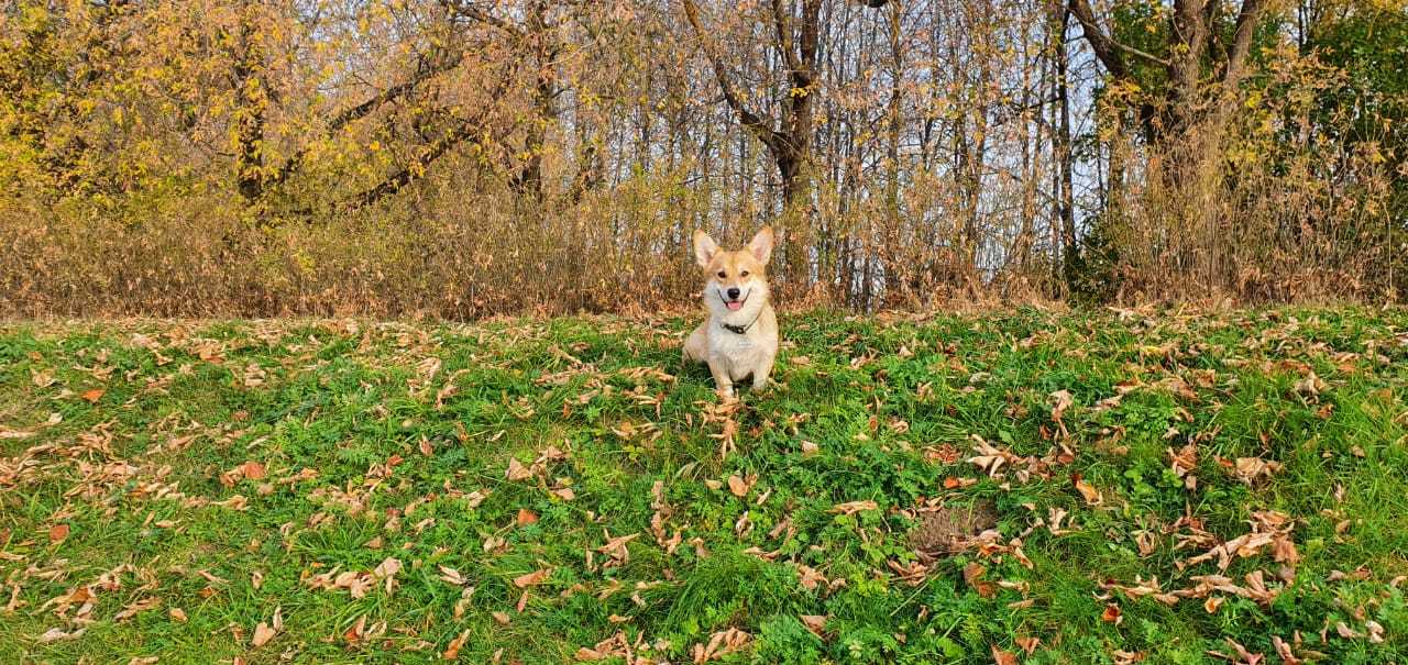 Золотая осень, не уходи - Моё, Корги, Осень, Милота, Собака