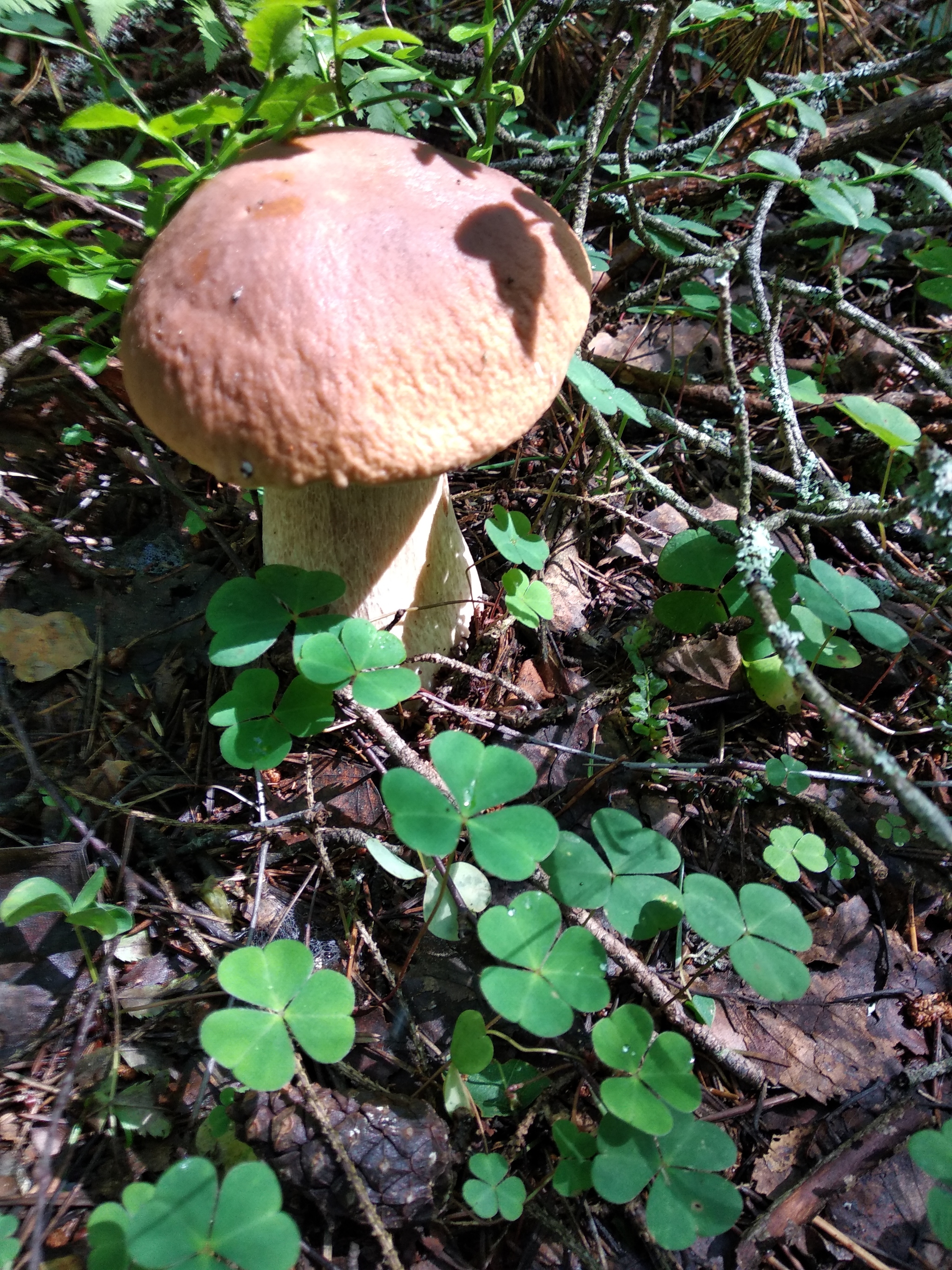 On the road with the clouds, we went for mushrooms - My, Mushrooms, Porcini, Boletus, Fly agaric, Autumn, Nature, Moscow region, Longpost