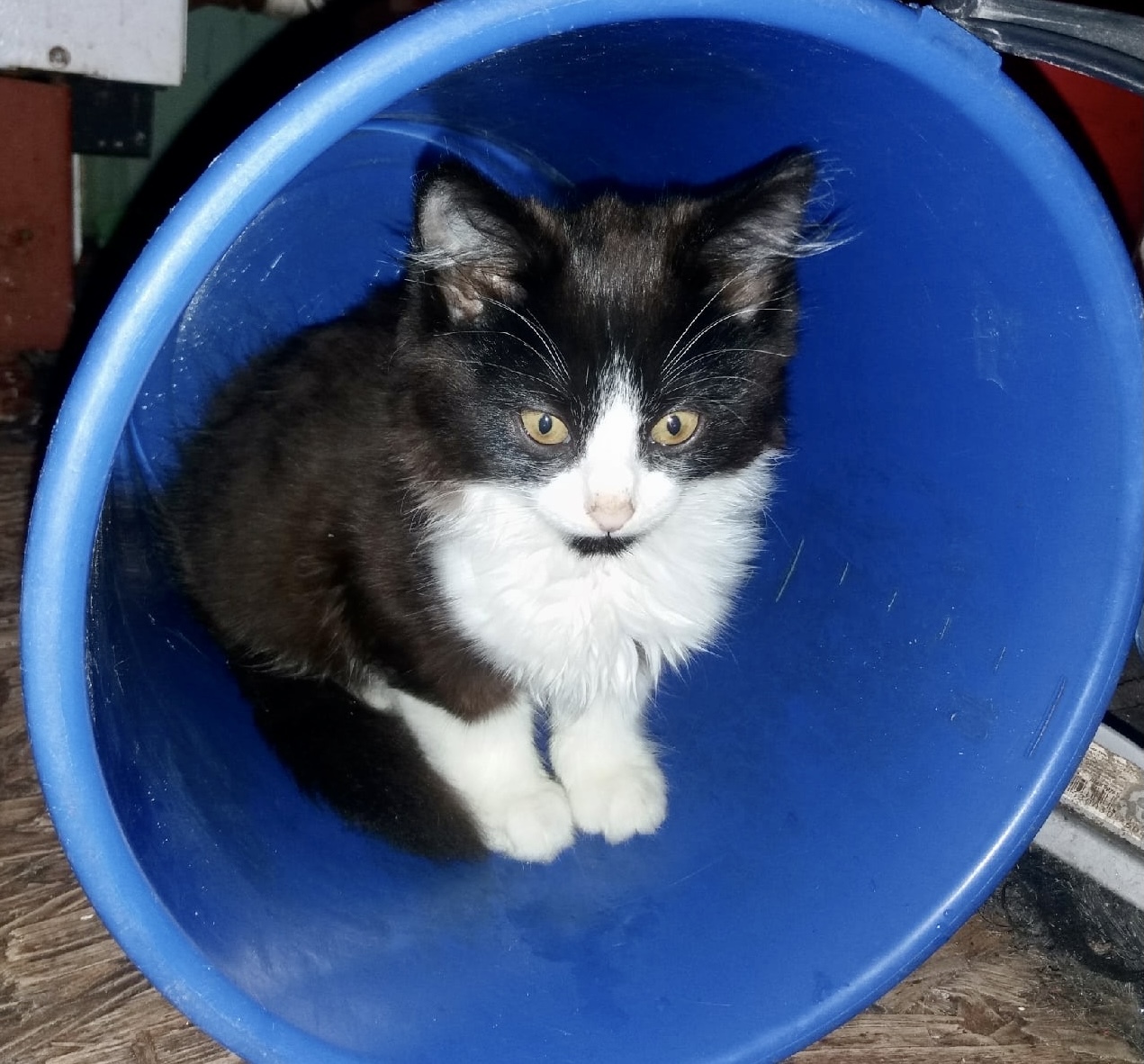 The owners do not need the kitten; they urgently need a home! - My, Kittens, cat, In good hands, Saint Petersburg, Leningrad region, Pets, Homeless animals, Help, Pet, Animals, Longpost, No rating, Animal Rescue